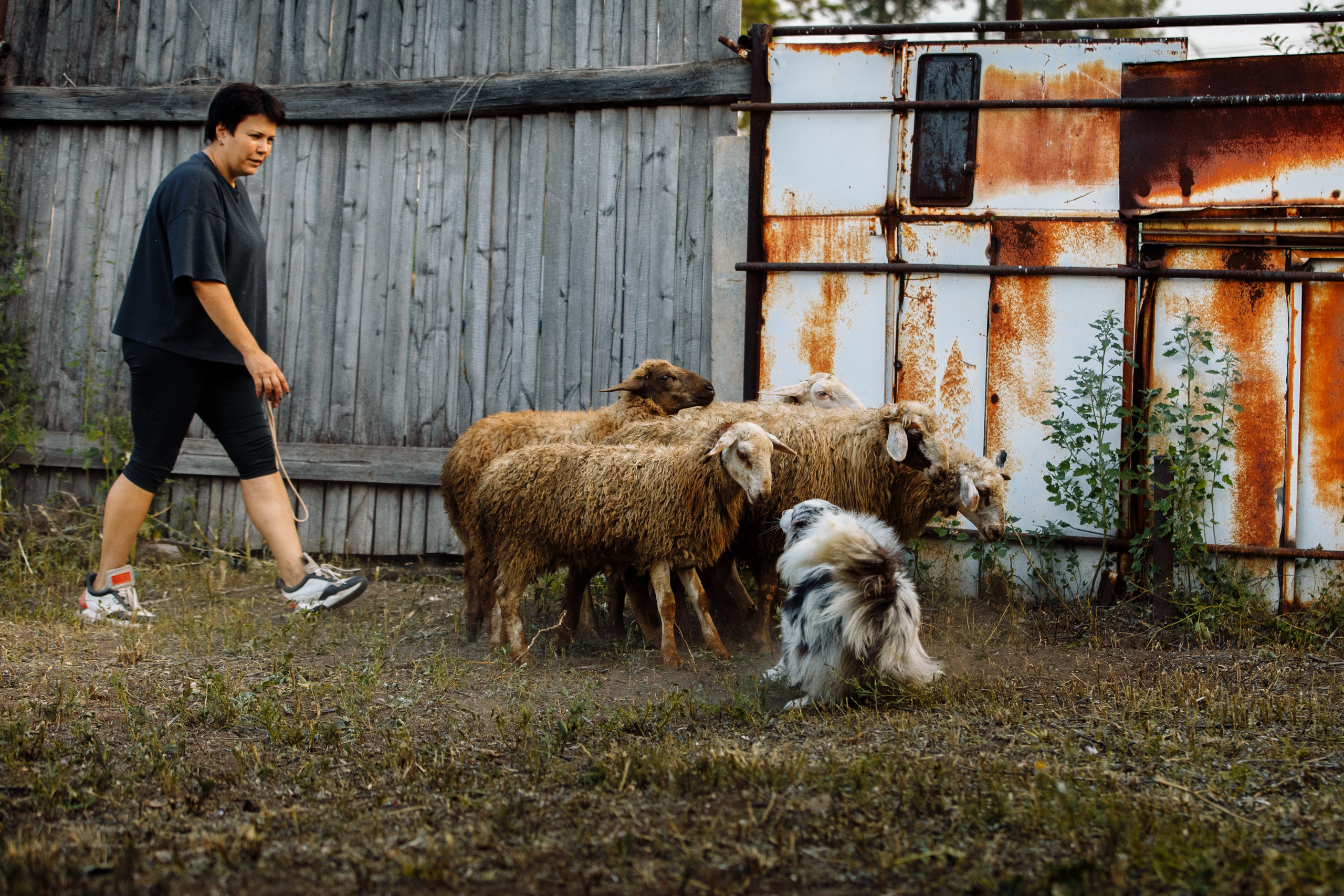 Овечий день. О нас