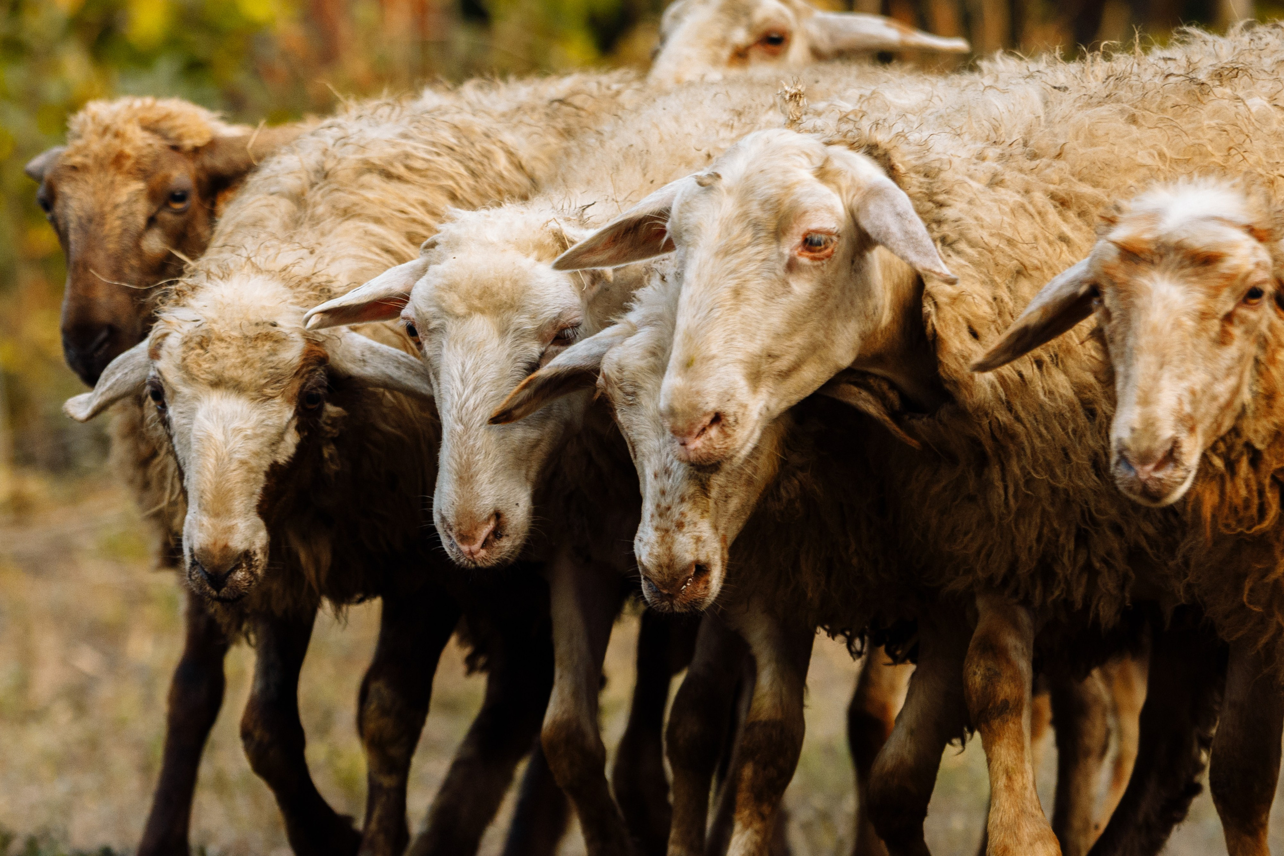 Овечий день. О нас