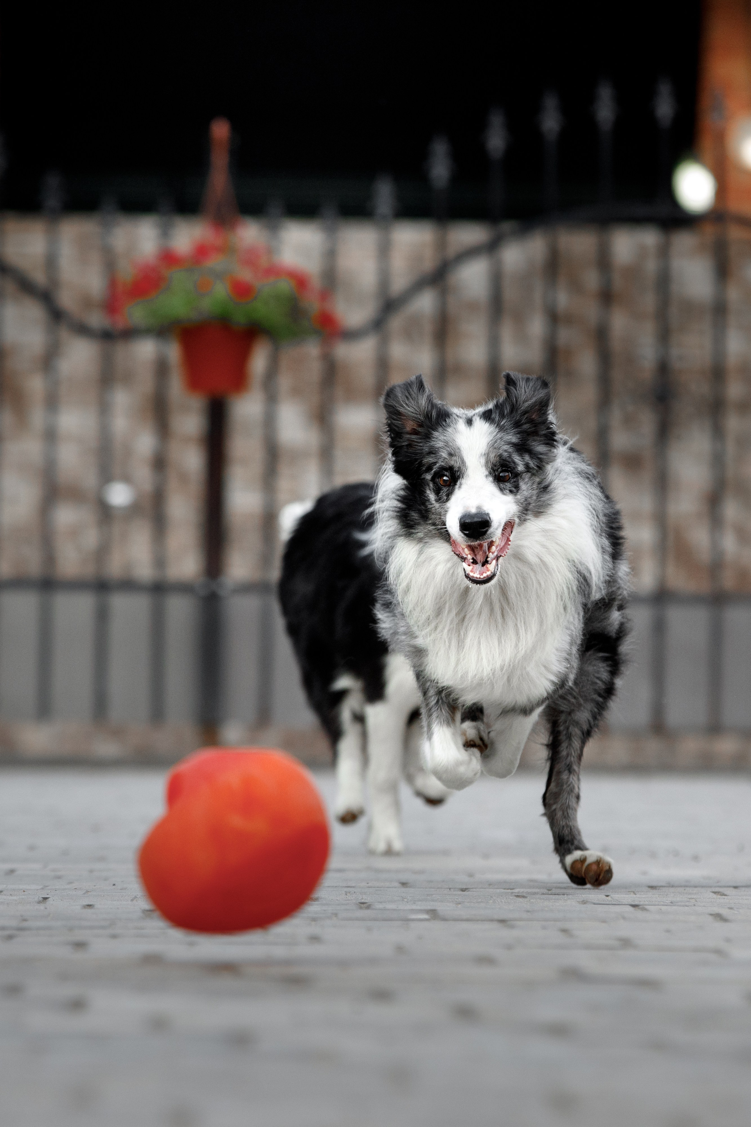 Болтовня в саду. О нас