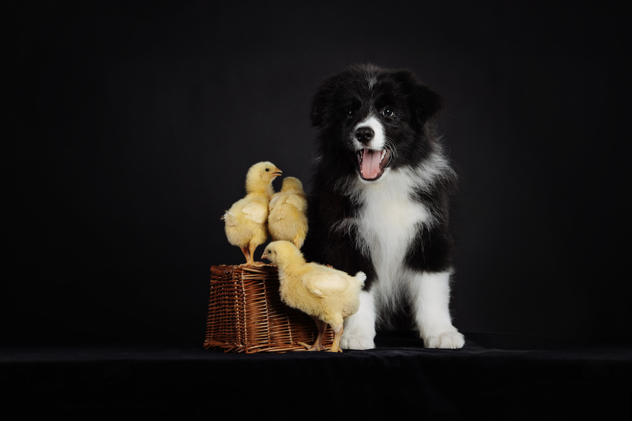 С цыпами. О нас