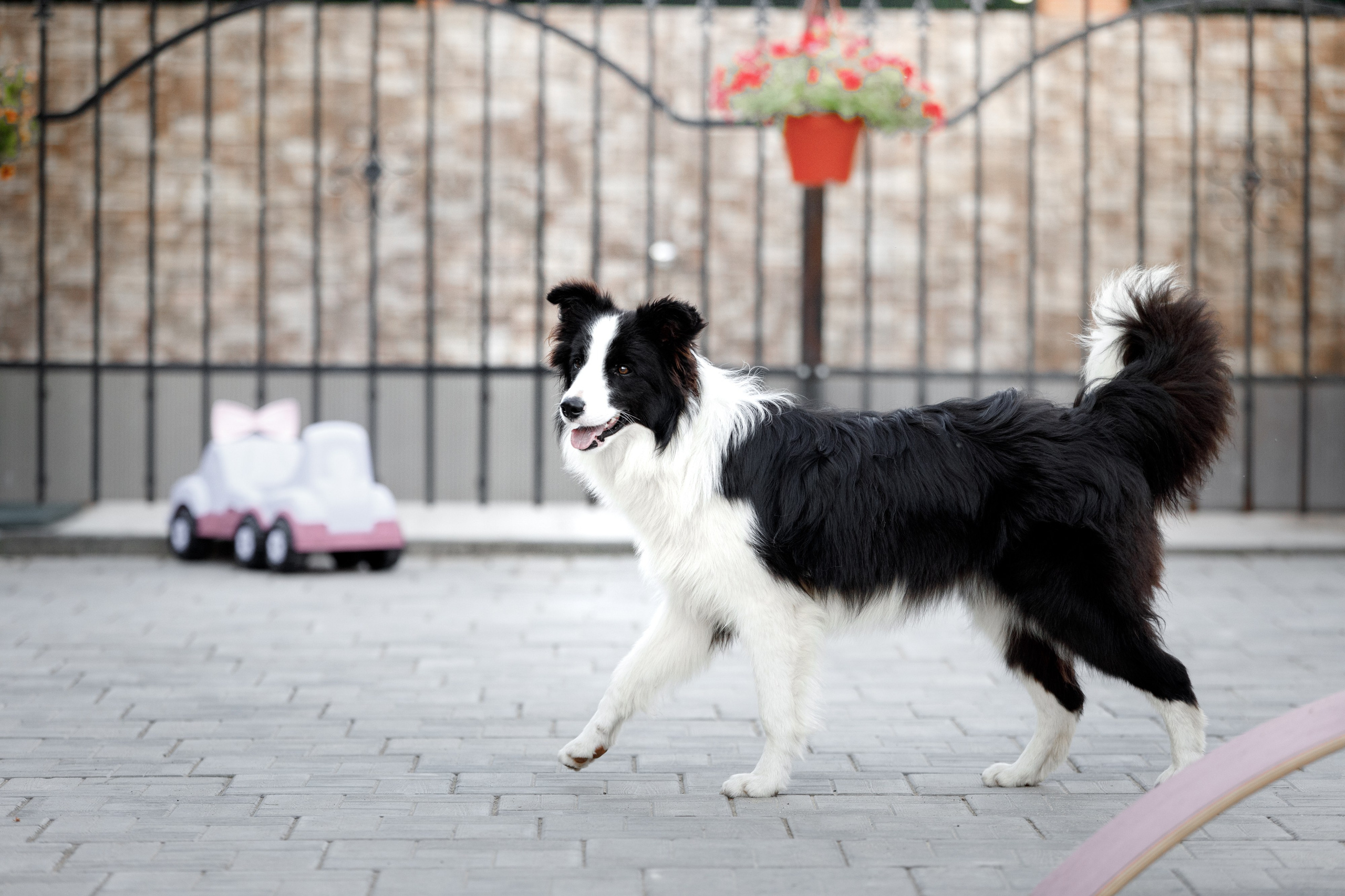 Болтовня в саду. О нас