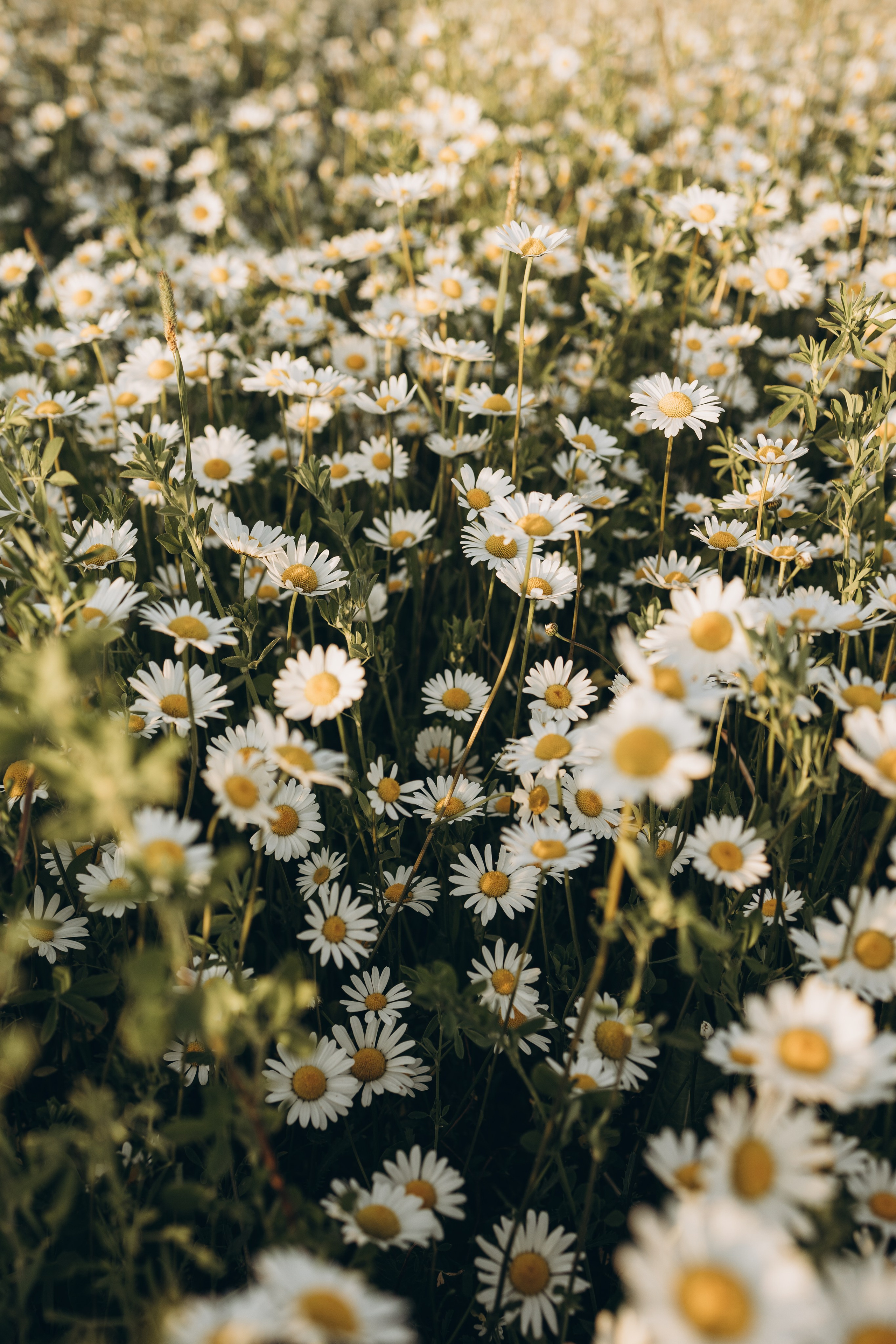 Маша и ромашки. Семейный фотограф в Москве Виктория Ястребинская