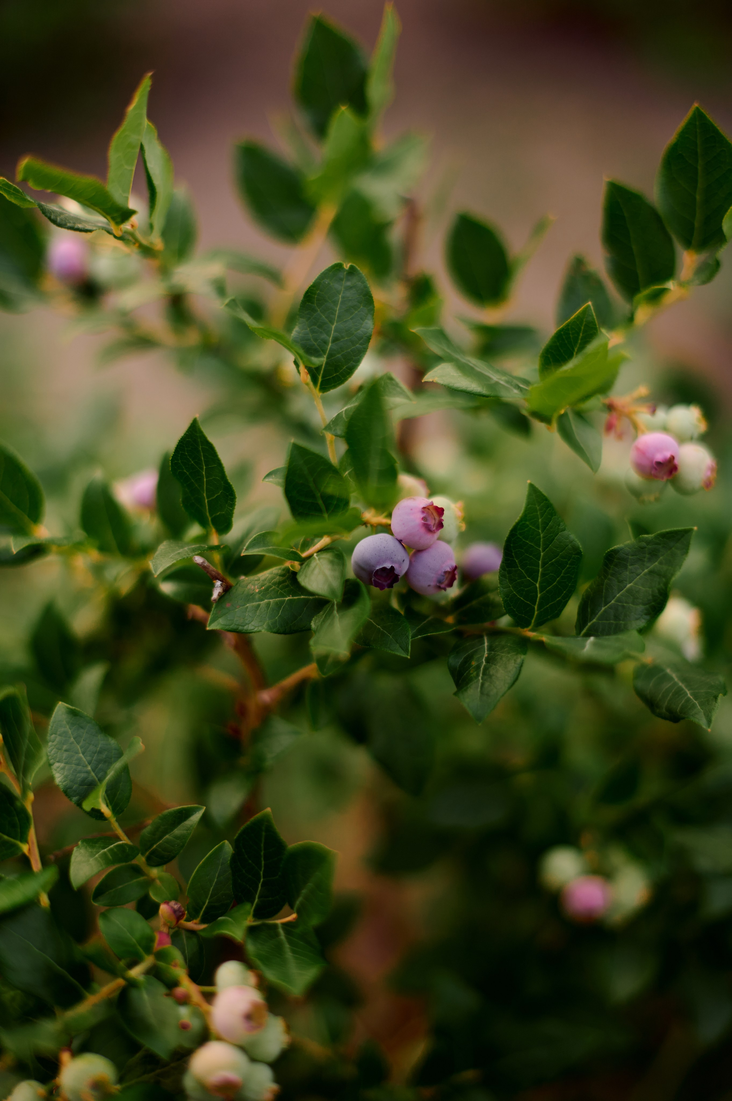 ОГУРЦЫ, ТЕПЛИЦА, САД :). Свадебный и семейный фотограф РИТА БОЧКАРЁВА