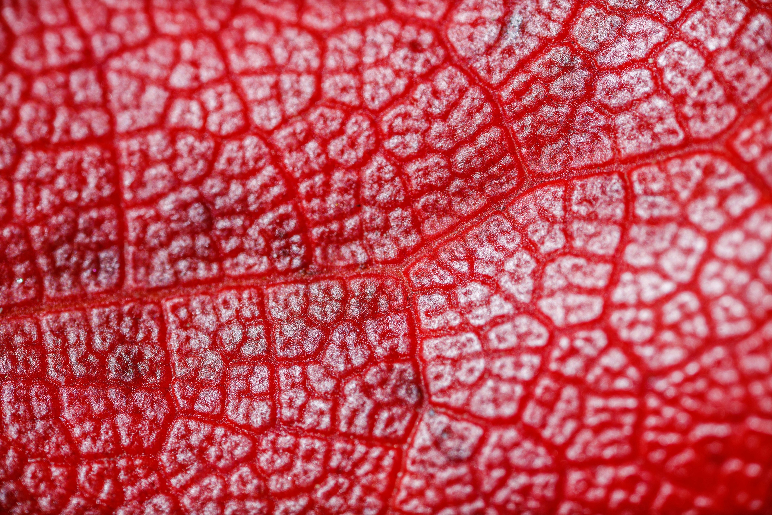 Кленовые листья (макросъемка). Фотограф Балаев Михаил