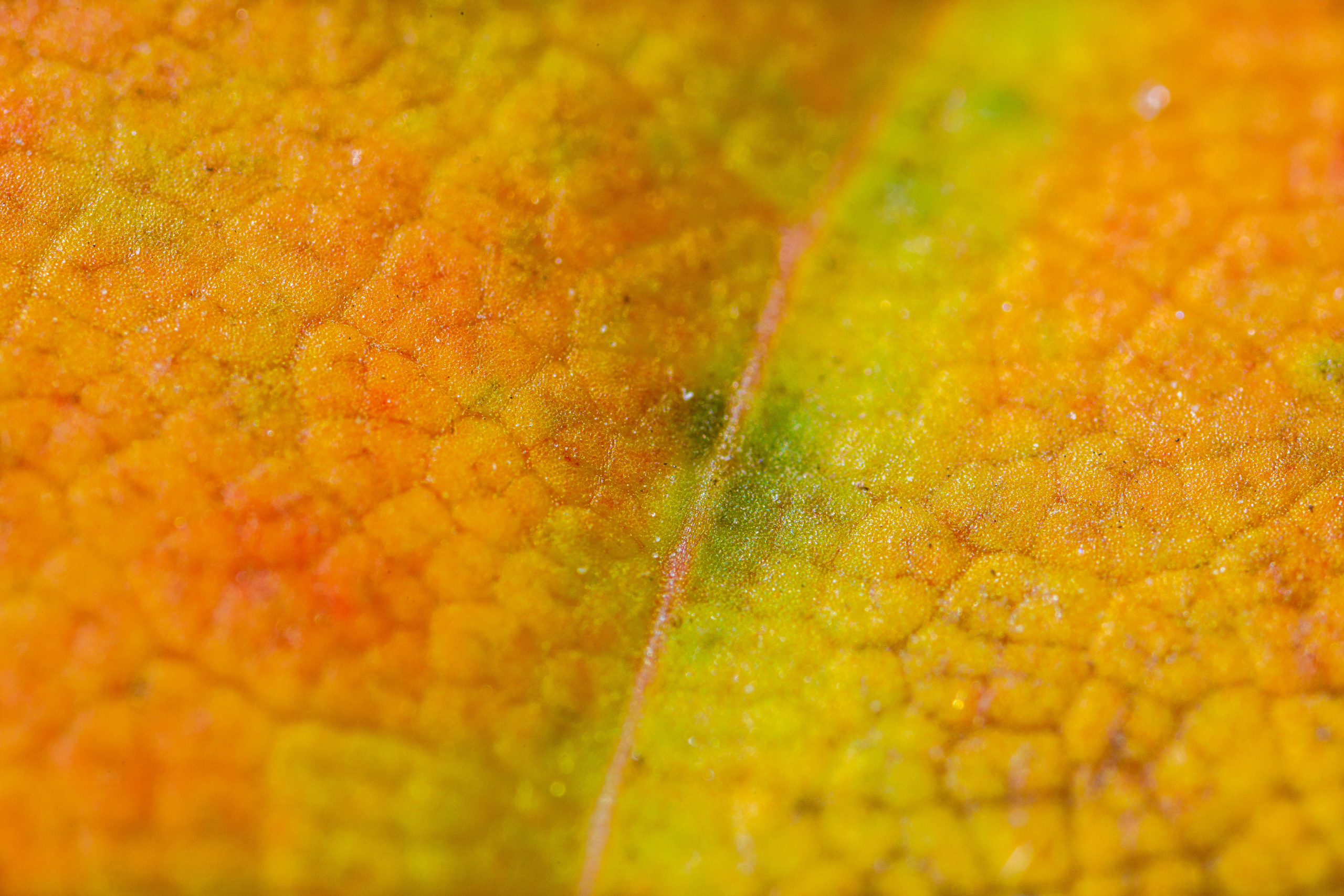 Кленовые листья (макросъемка). Фотограф Балаев Михаил