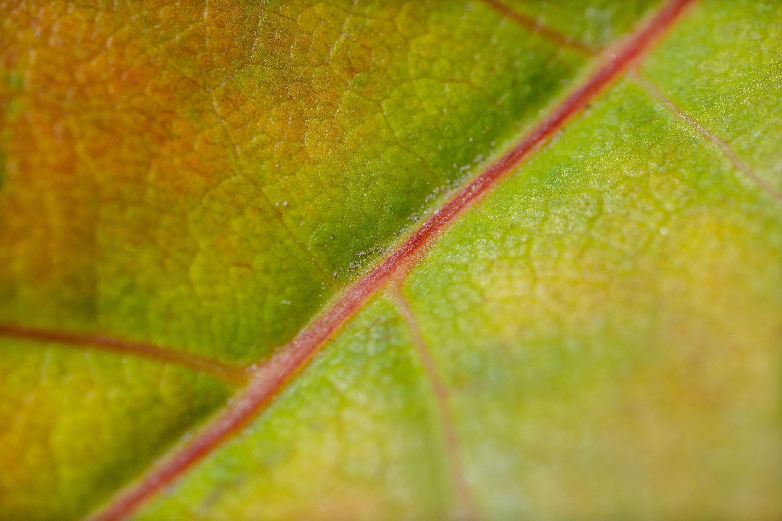 Кленовые листья (макросъемка). Фотограф Балаев Михаил