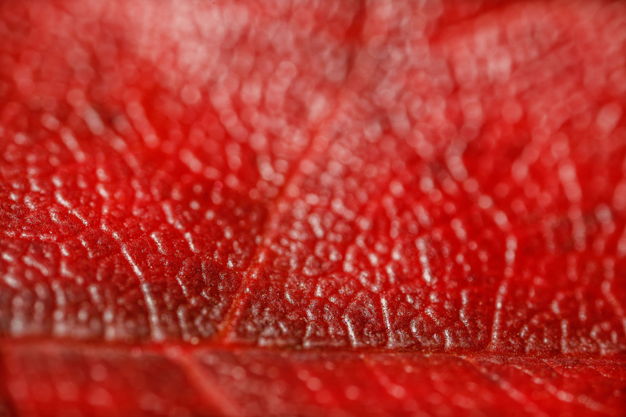 Кленовые листья (макросъемка). Фотограф Балаев Михаил