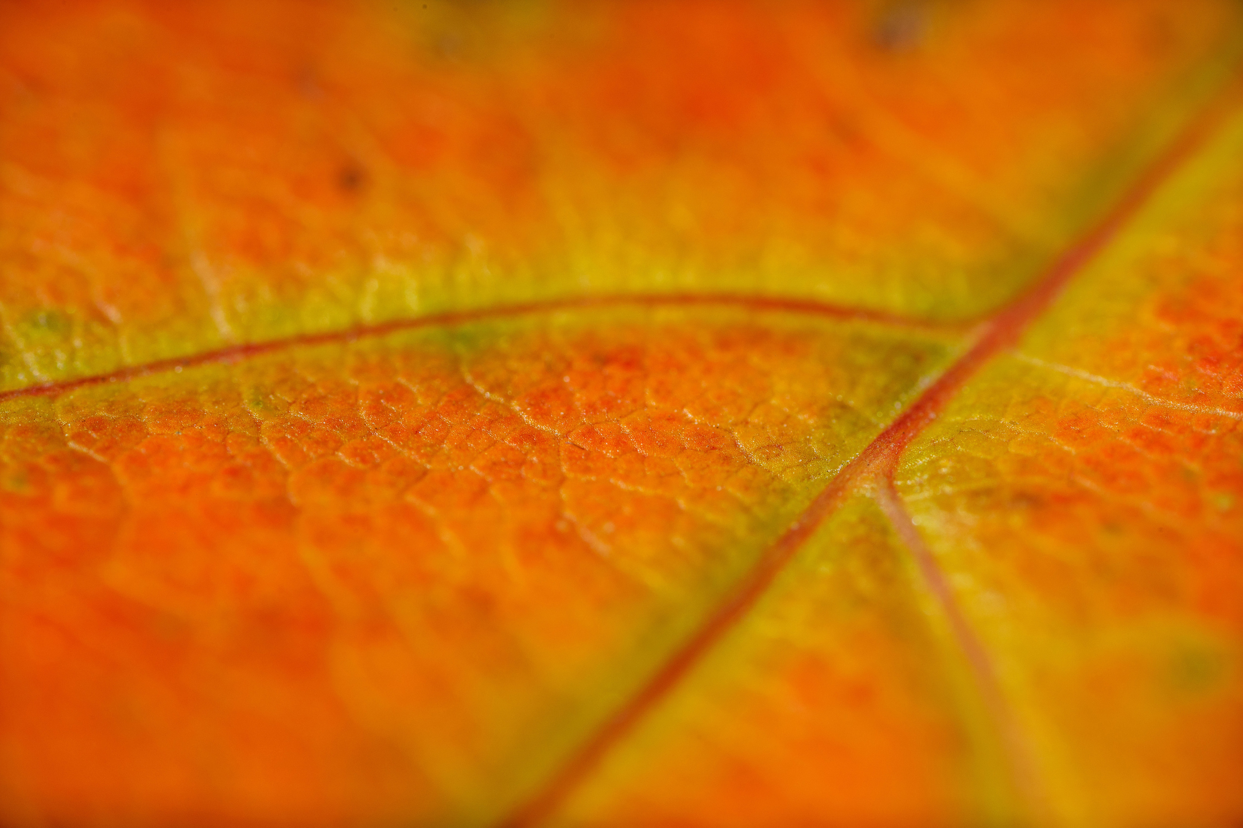 Кленовые листья (макросъемка). Фотограф Балаев Михаил