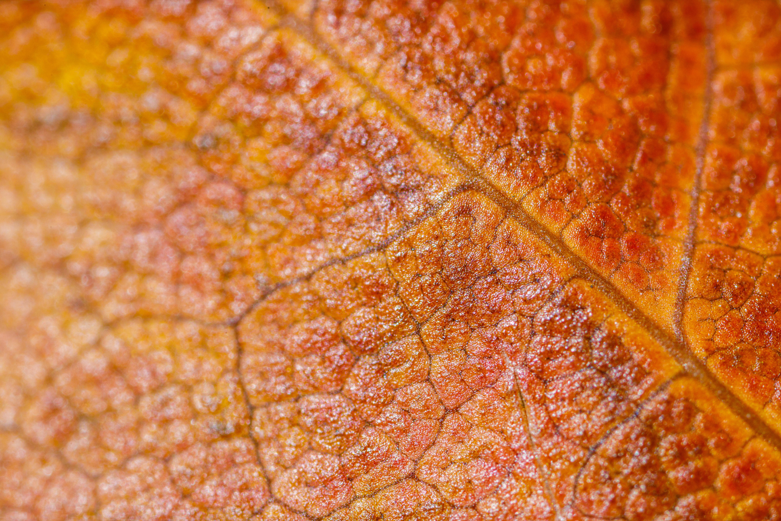 Кленовые листья (макросъемка). Фотограф Балаев Михаил