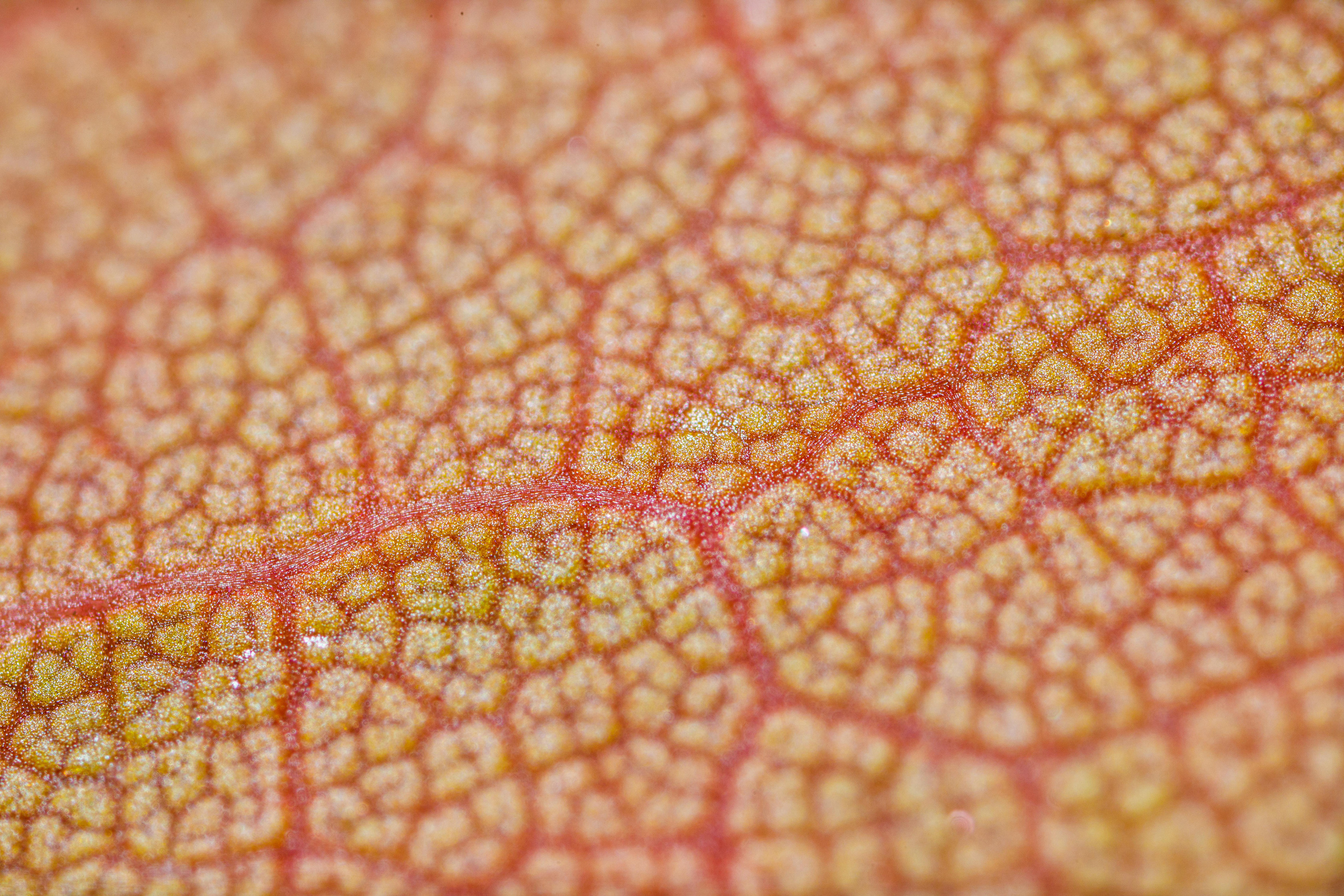 Кленовые листья (макросъемка). Фотограф Балаев Михаил