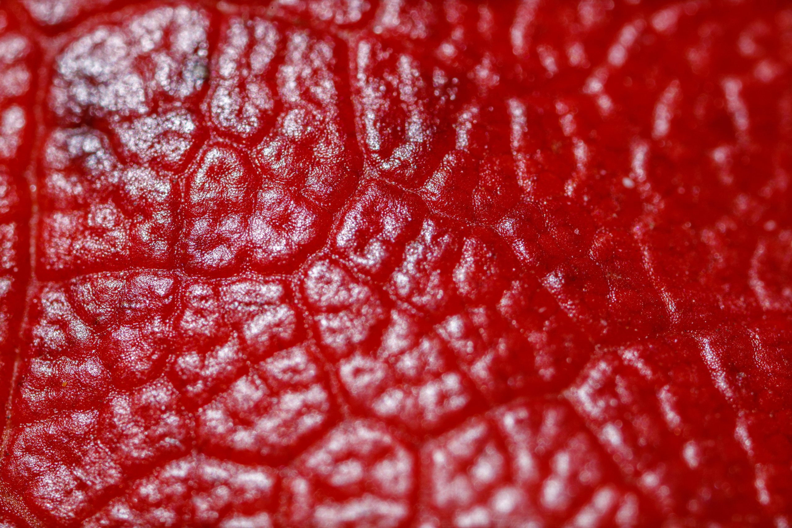 Кленовые листья (макросъемка). Фотограф Балаев Михаил