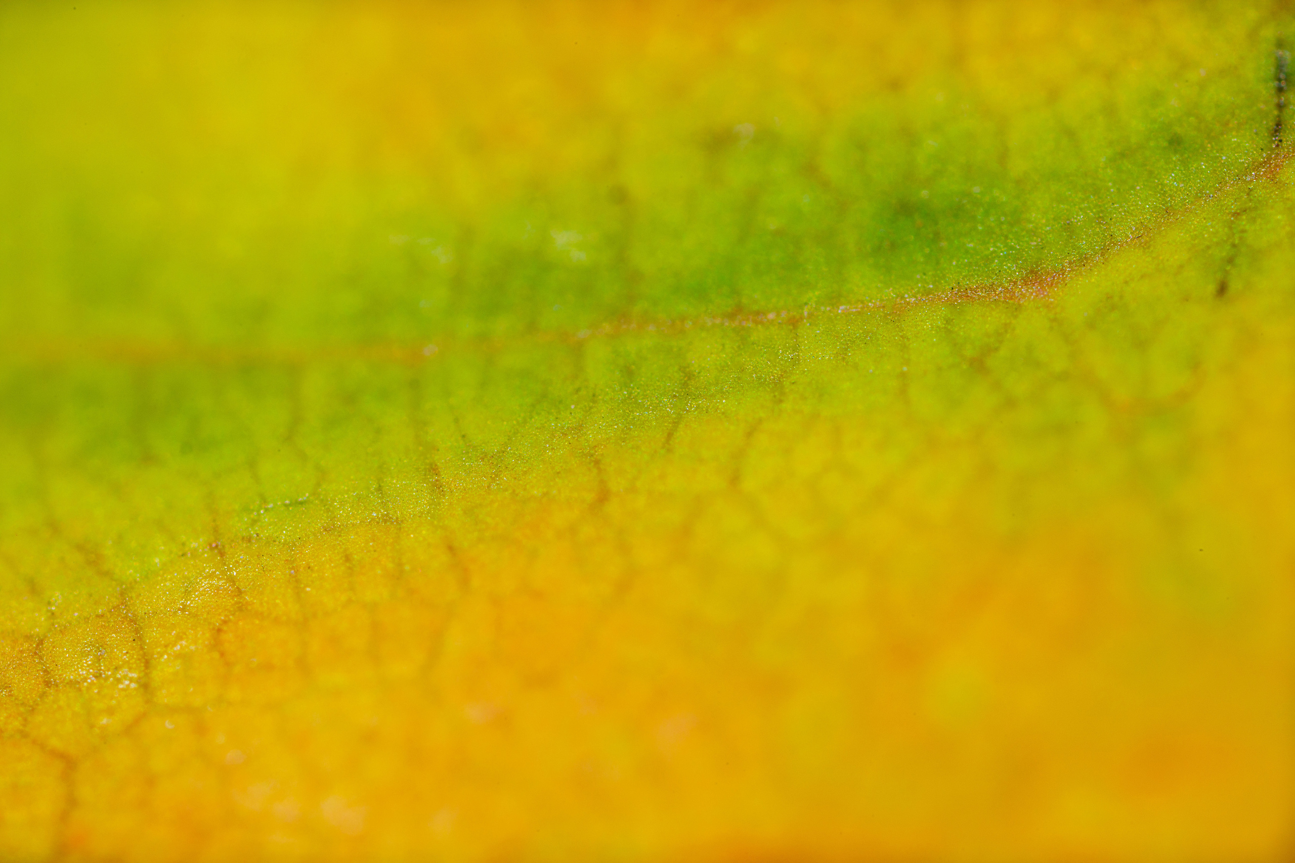 Кленовые листья (макросъемка). Фотограф Балаев Михаил