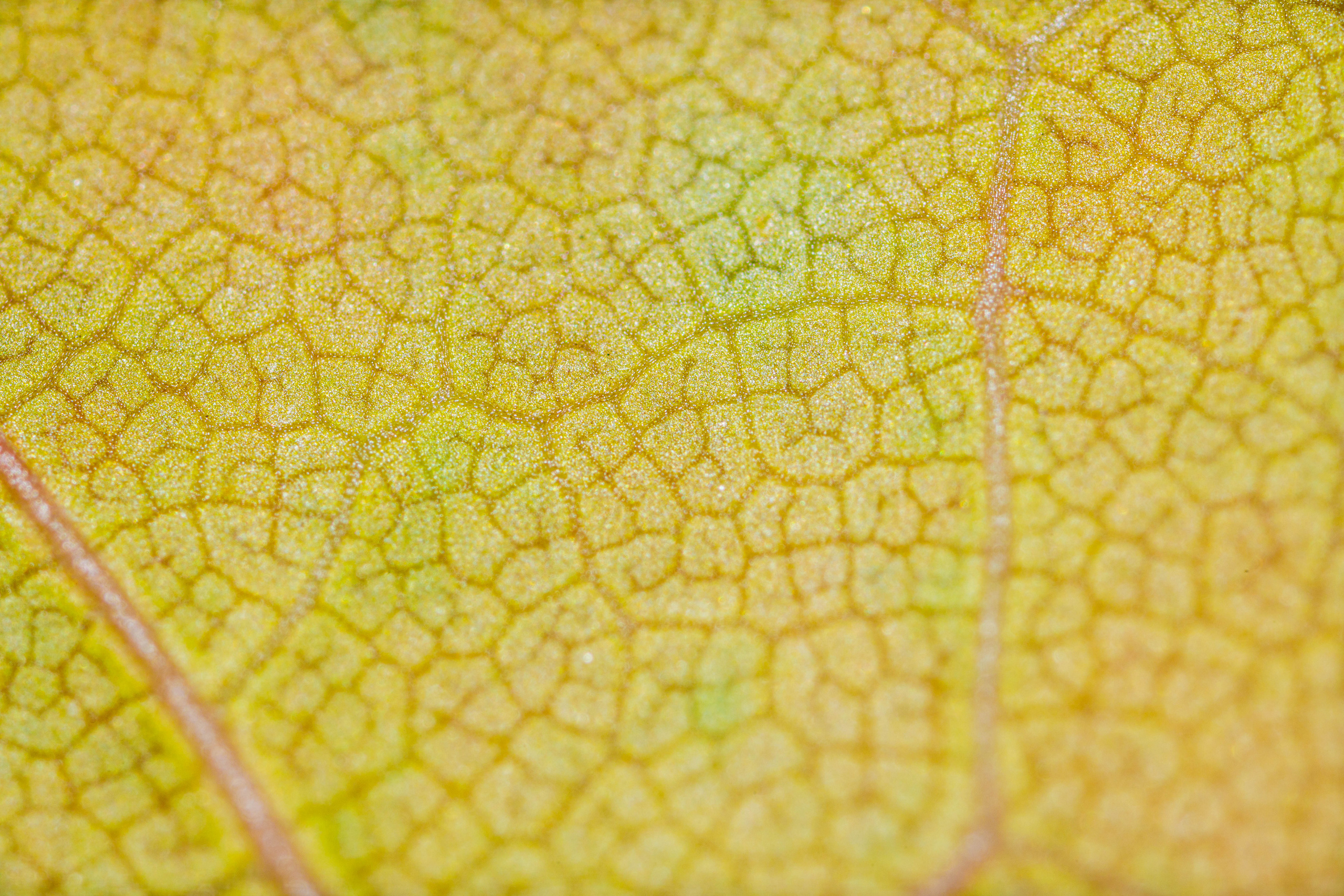 Кленовые листья (макросъемка). Фотограф Балаев Михаил