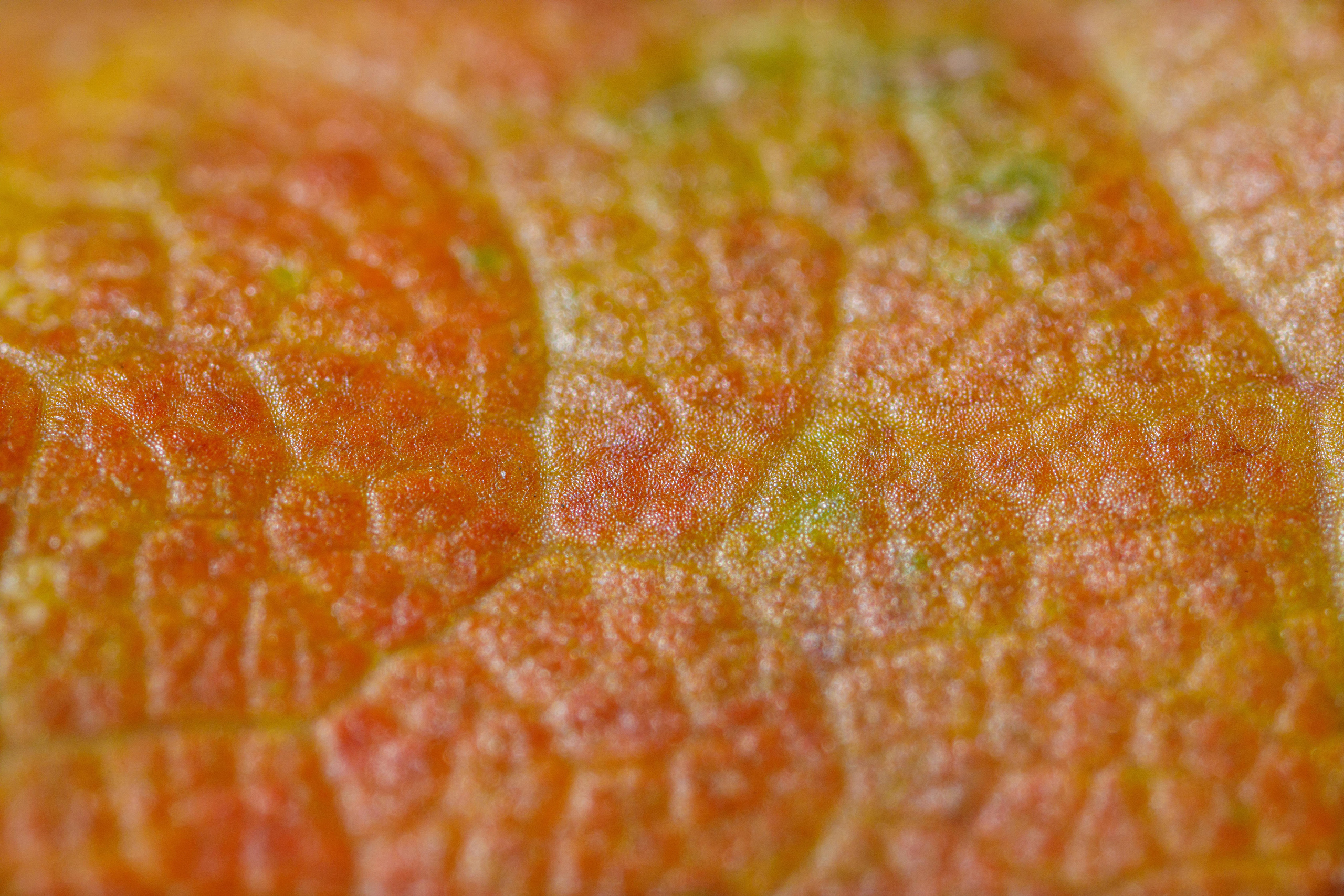 Кленовые листья (макросъемка). Фотограф Балаев Михаил