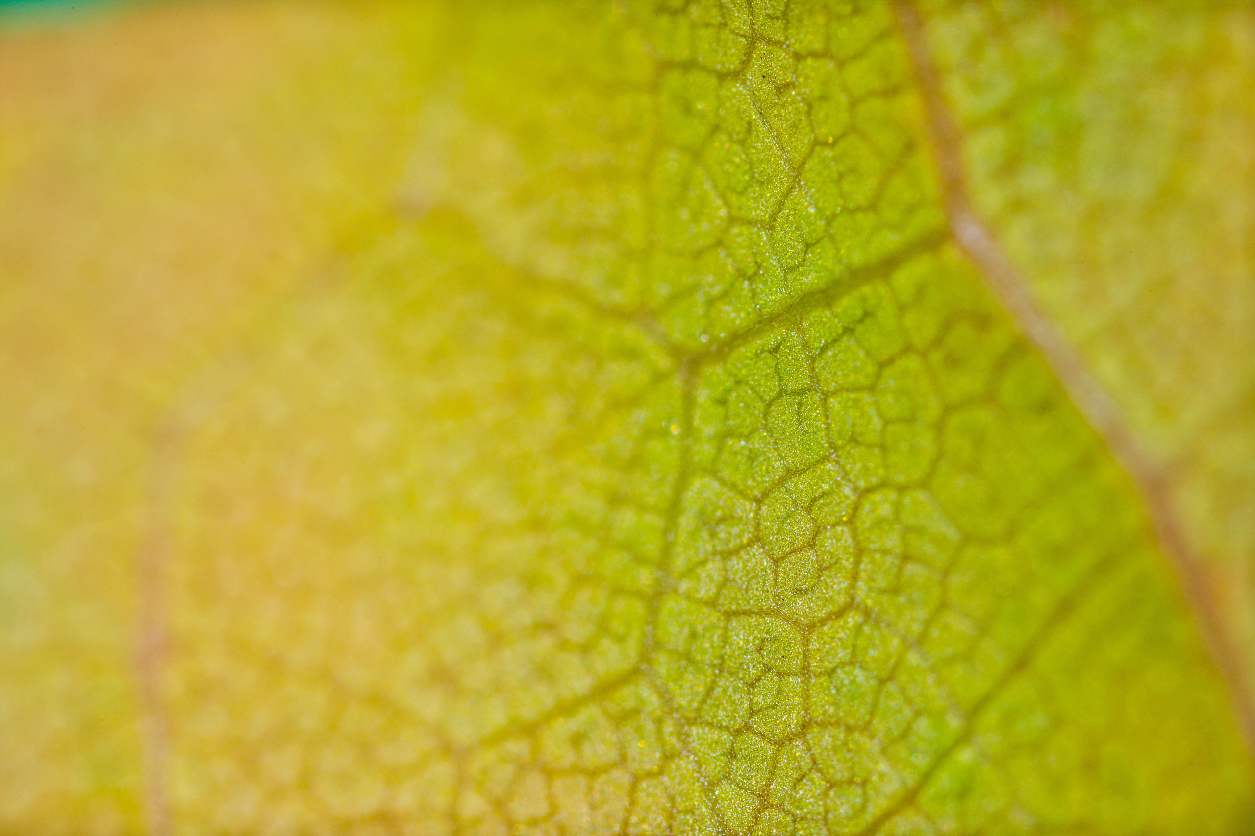 Кленовые листья (макросъемка). Фотограф Балаев Михаил