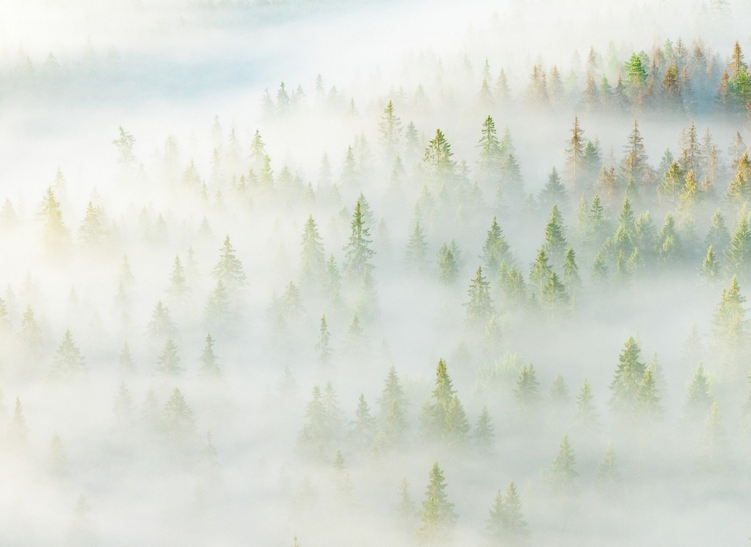 Карельский Перешеек. Фотограф Владимир Медведев