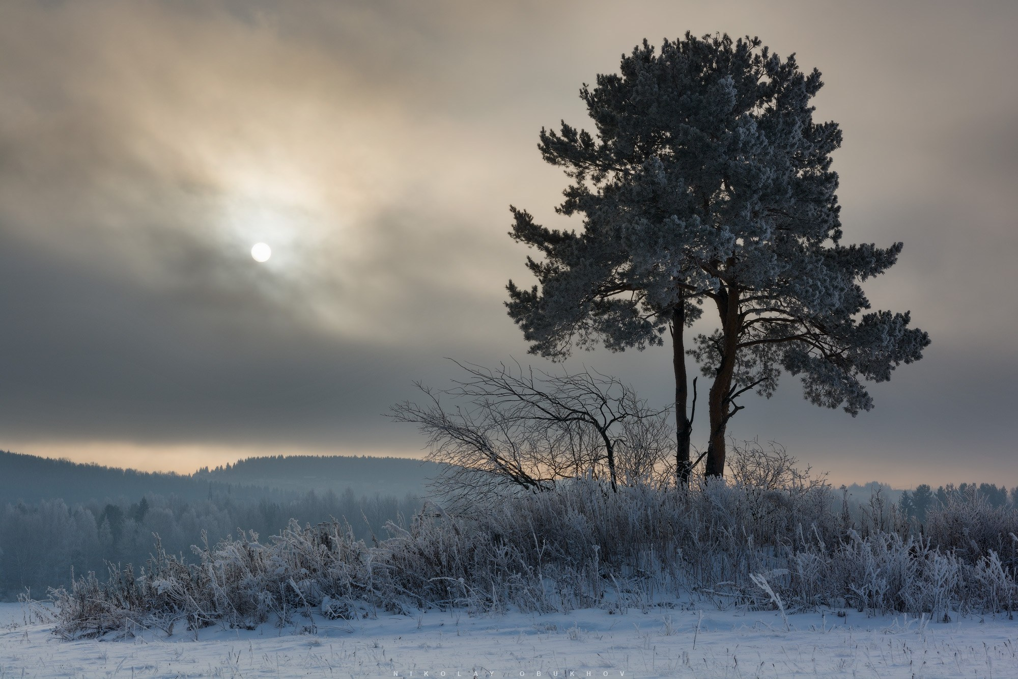 Одинокое дерево в поле на краю деревни покрыто инеем, тусклое зимнее солнце проглядывает сквозь облака.