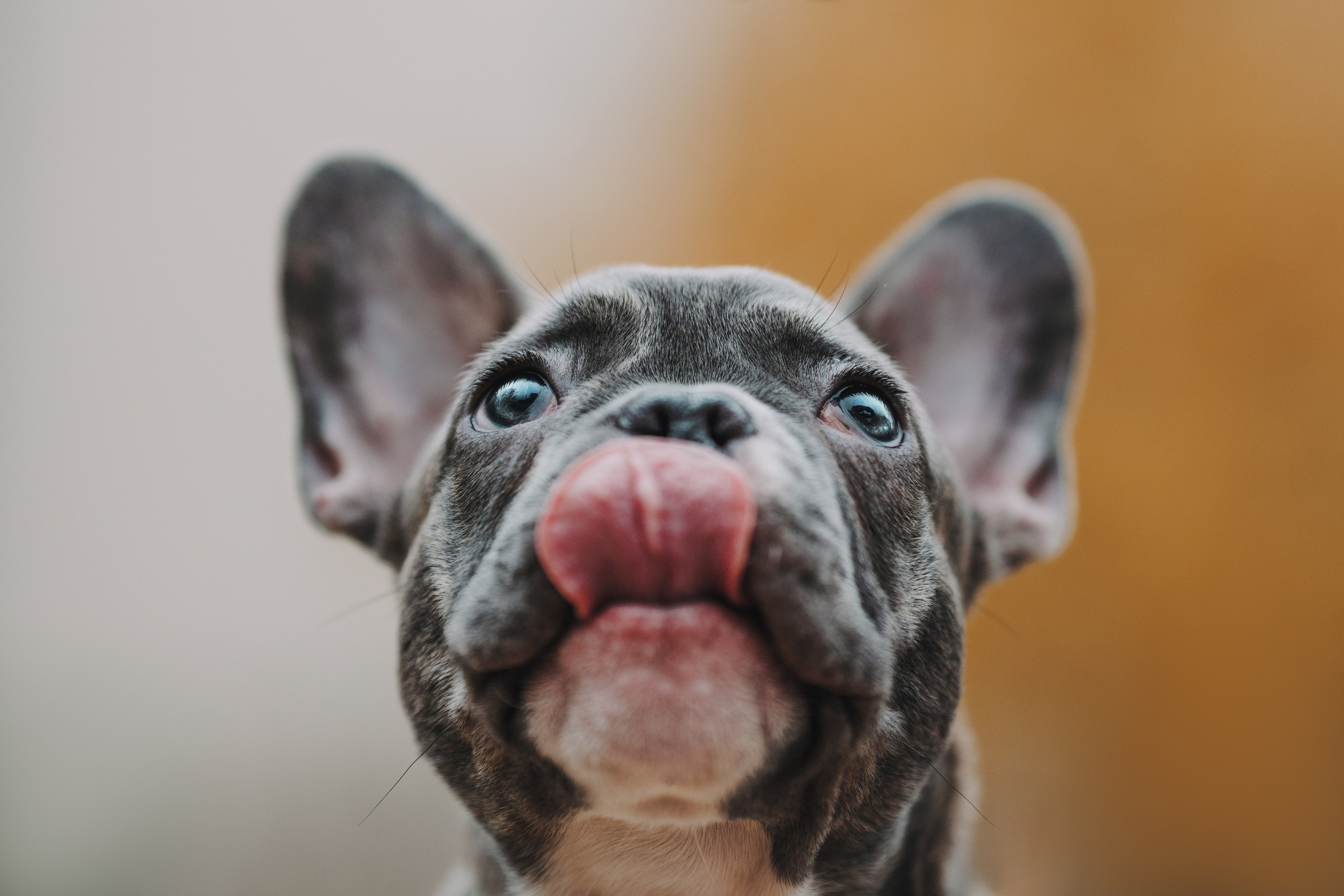 Французские бульдоги. Фотограф анималист Осипчикова Мария