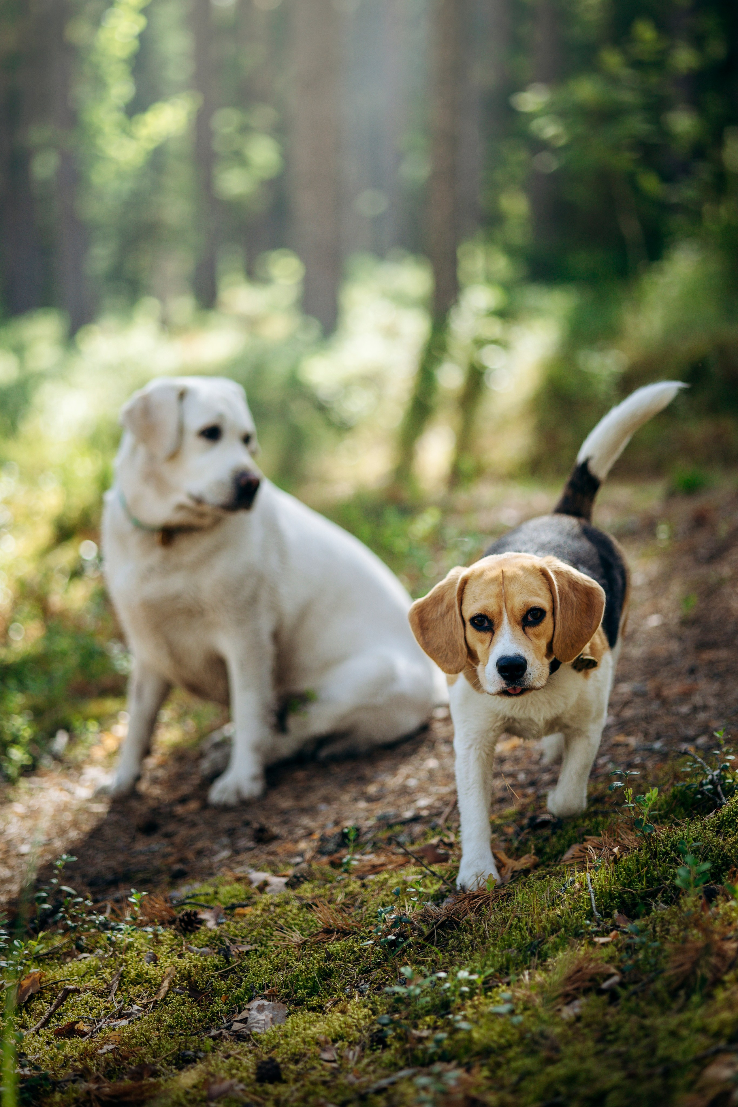 Котофеи и их семья. Фотограф — Анималист | Санкт-Петербург