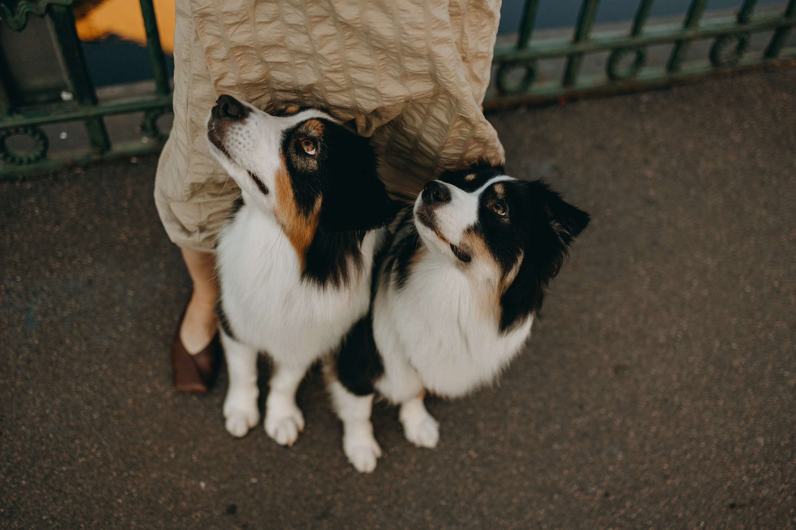 Катя и ее девочки. Фотограф — Анималист | Санкт-Петербург