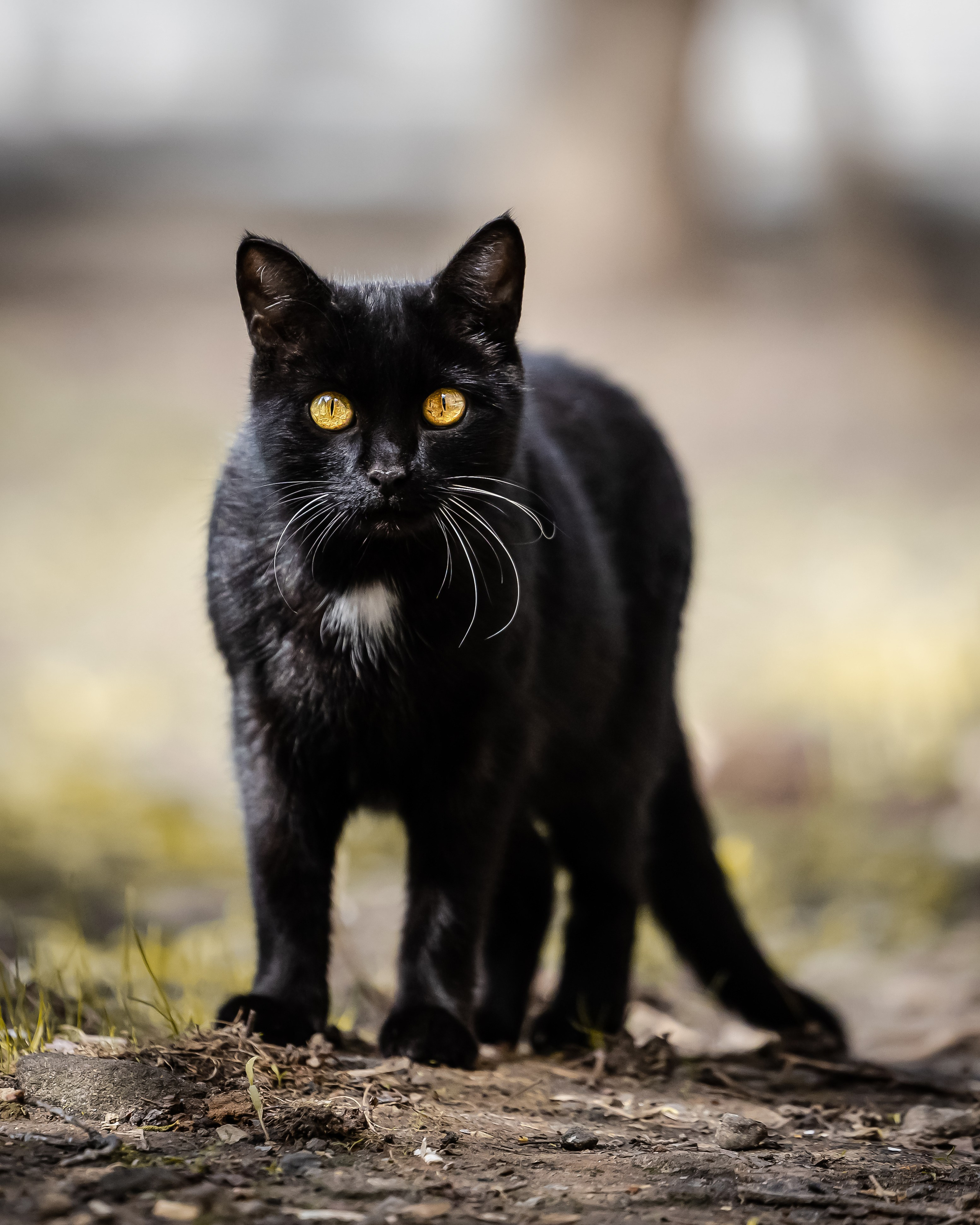 Животные. Фотограф Владимир Охрименко