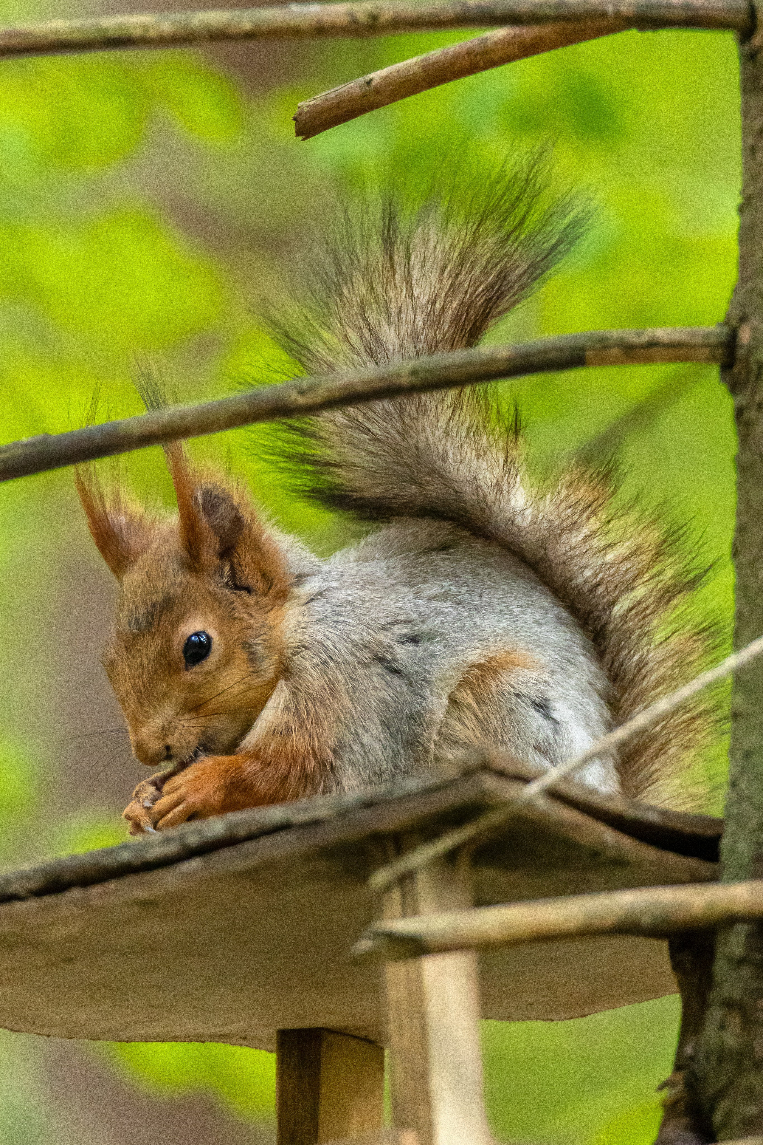 Дикая природа. Photomantis