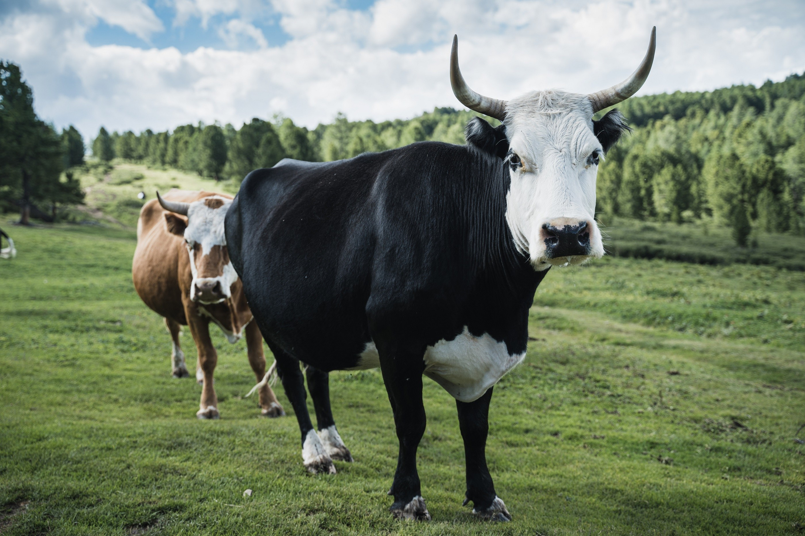 Алтай. Шавлинские озера. Фотограф в поход и восхождение на Эльбрус Игорь Косарев