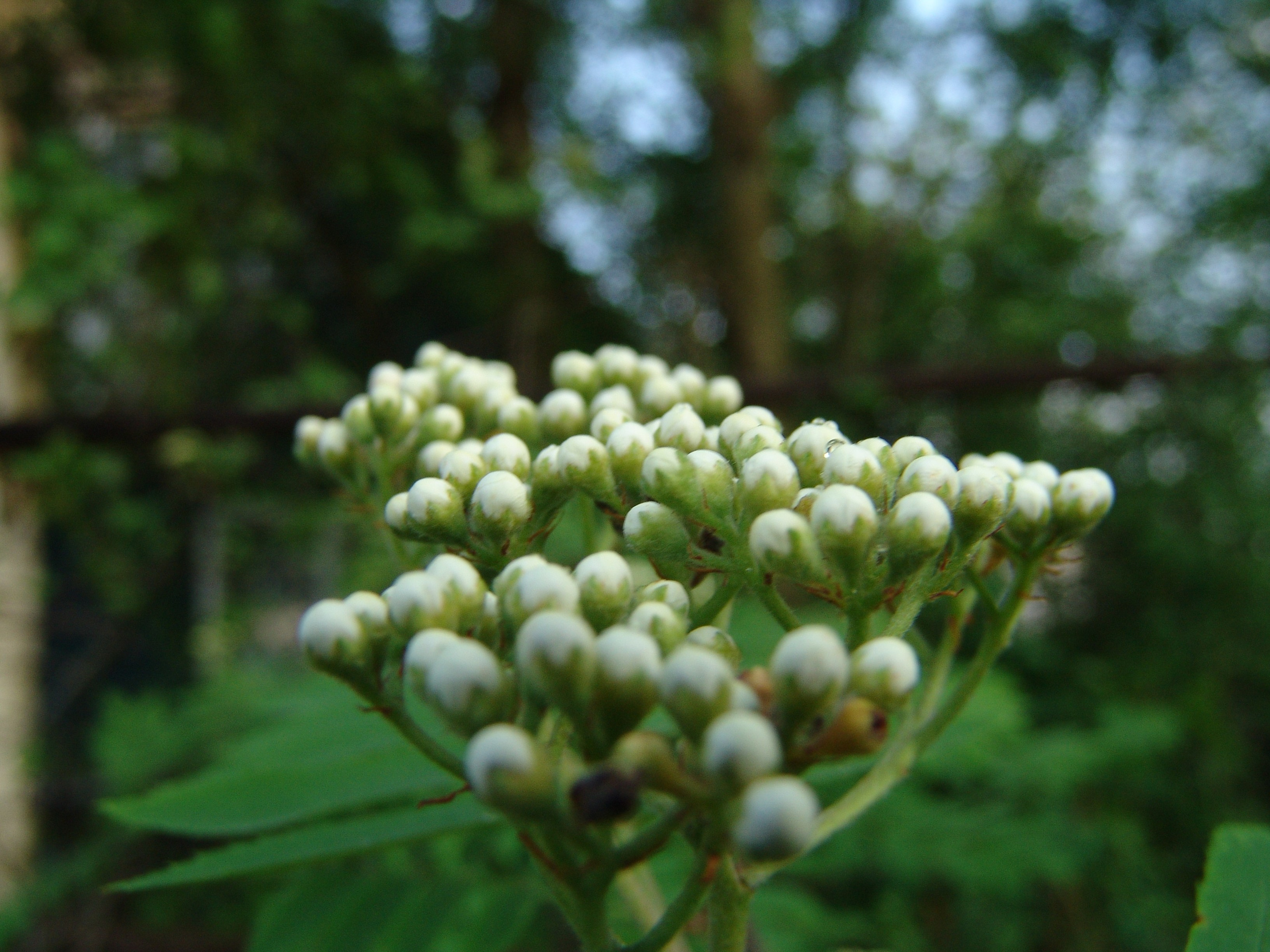 Приезд КС 2005. Заставка