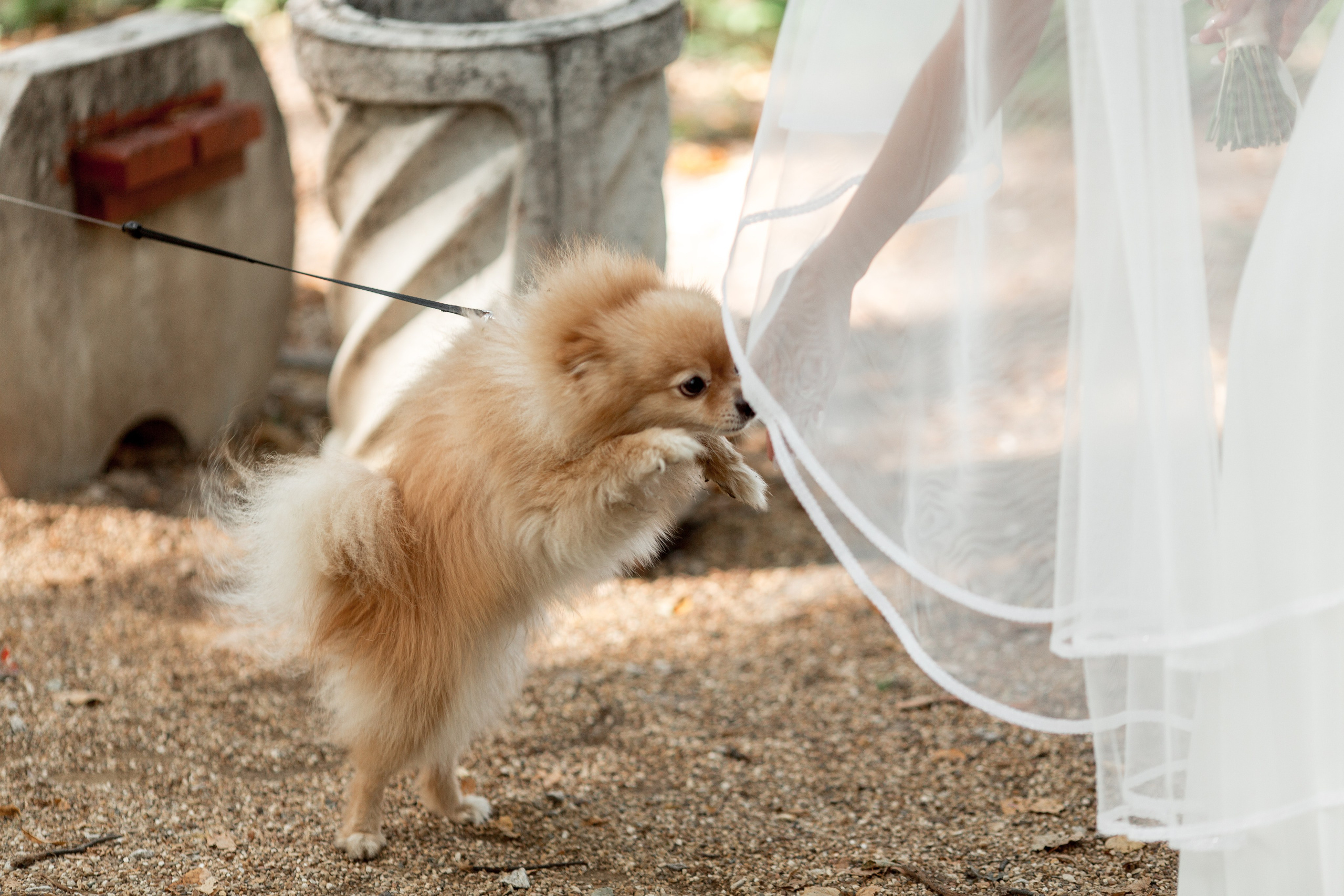 Владислав и Полина. Свадебный фотограф Александр Абрамов Москва / Зеленоград
