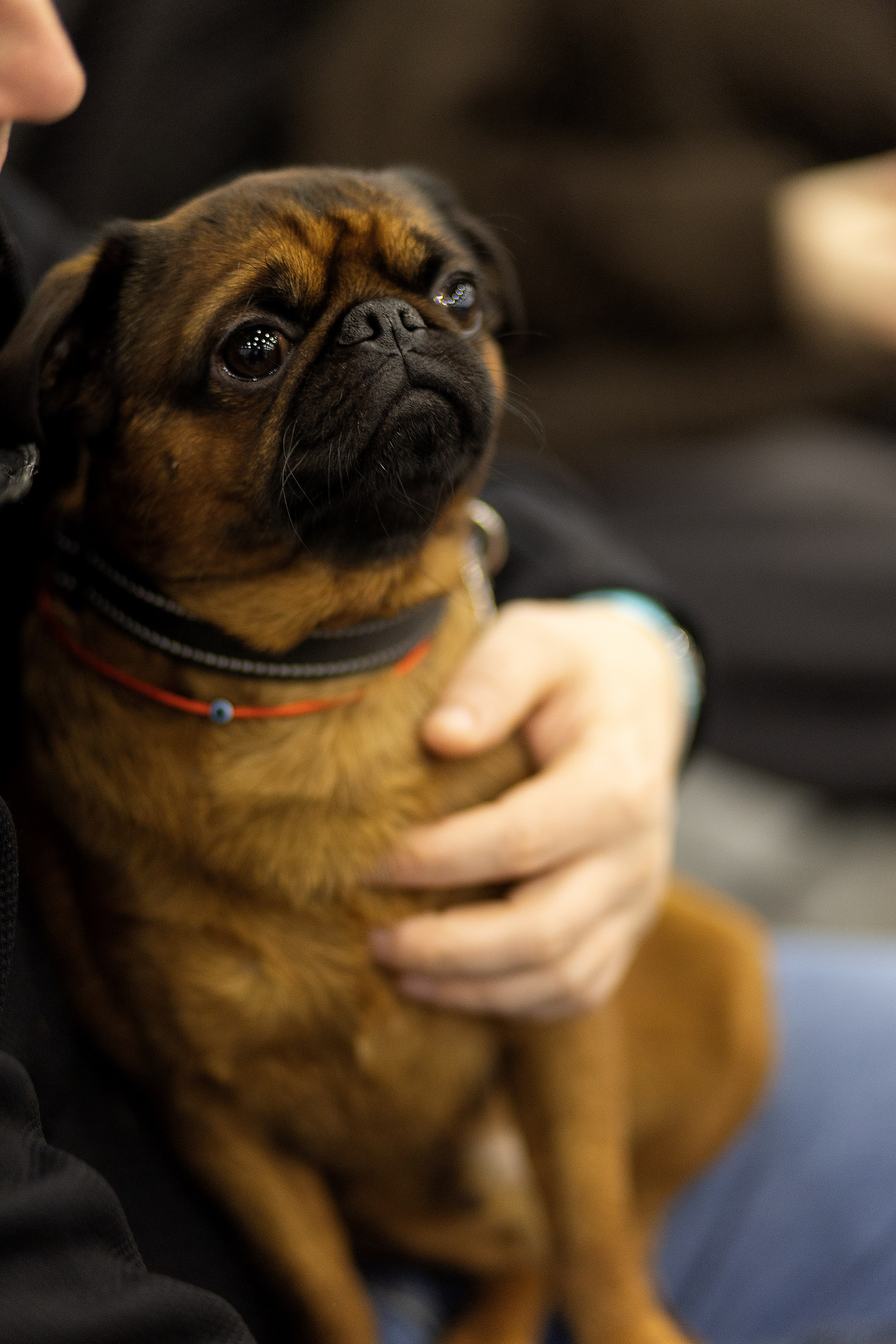 Анималистика