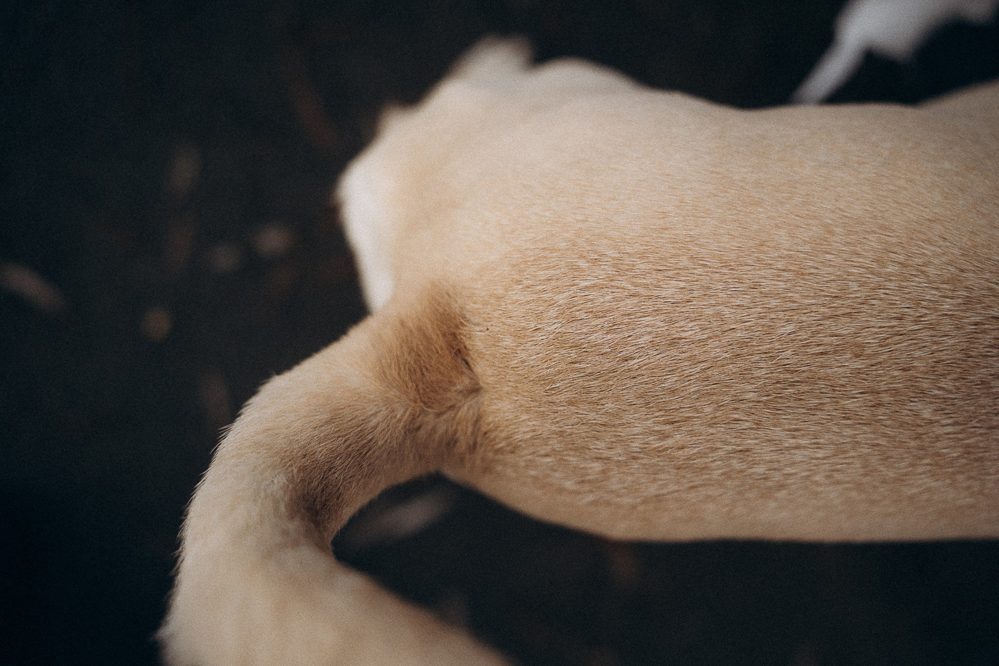 Туся. Фотограф анималист в Москве и Санкт-Петербурге Свиридова Анна