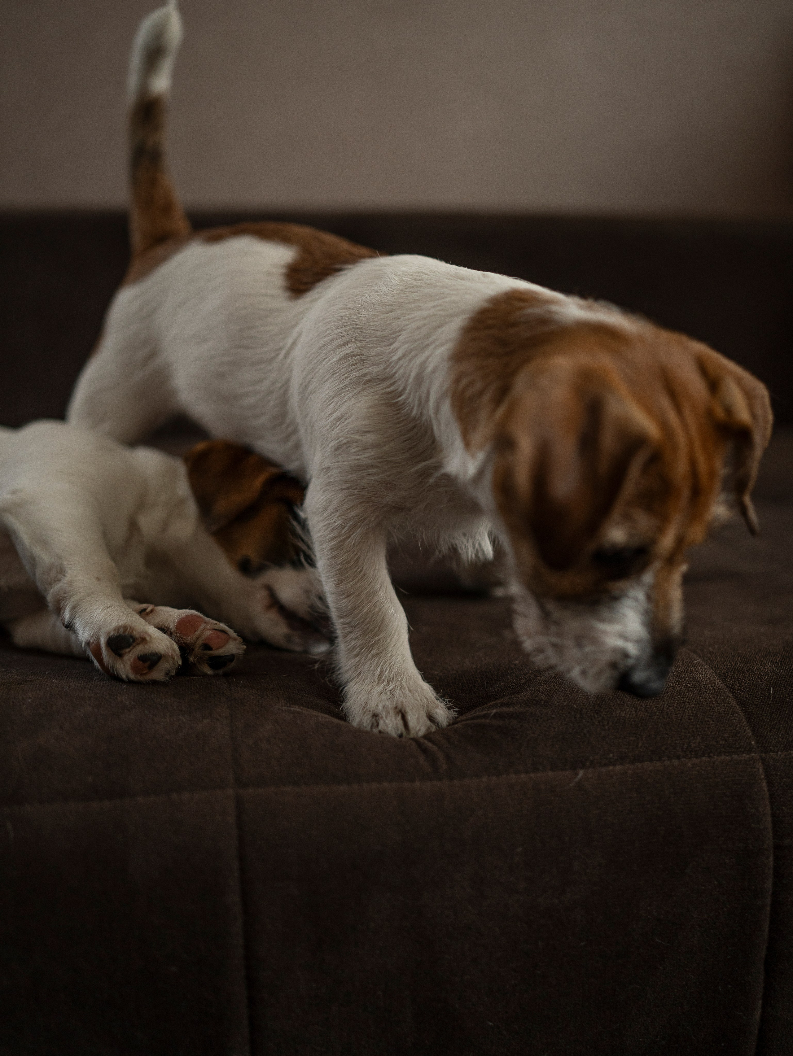 Ляля и Бандит Питомцы. Свадебный и Женский фотограф в г. Кемерово