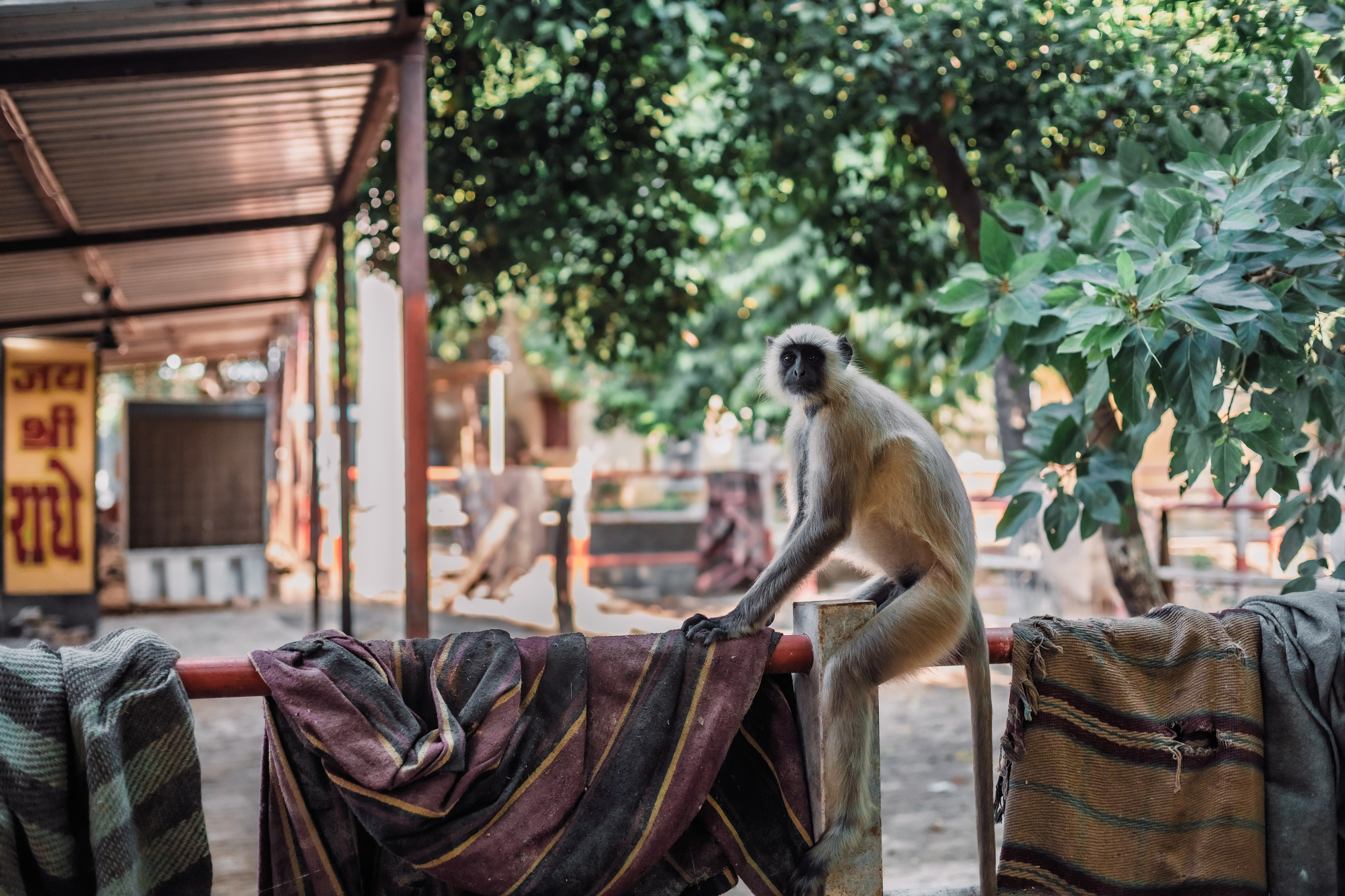 Devraha baba ji ashram life 2025. Mariam Bagdasaryan