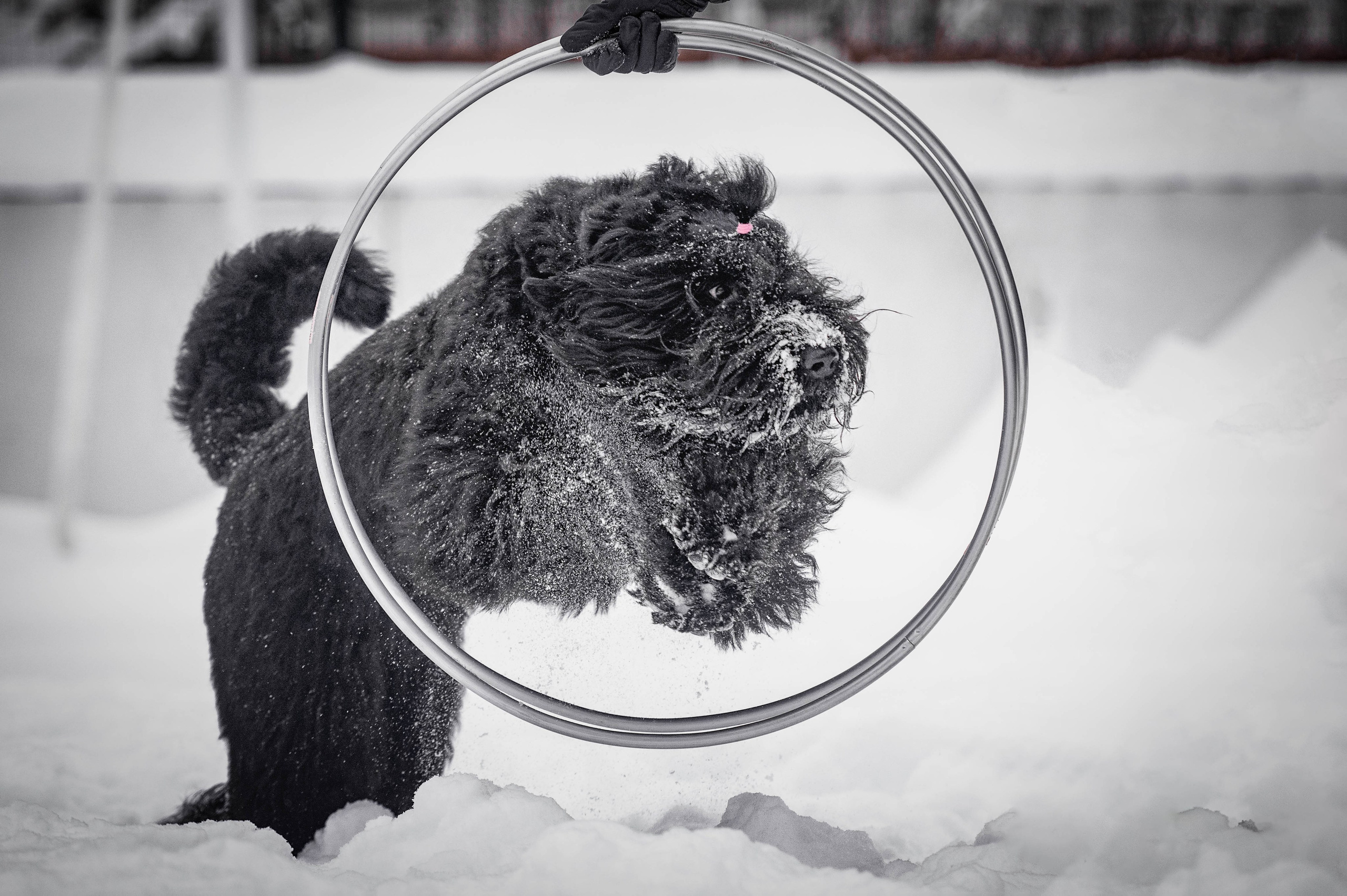 Клео. Фотограф-анималист