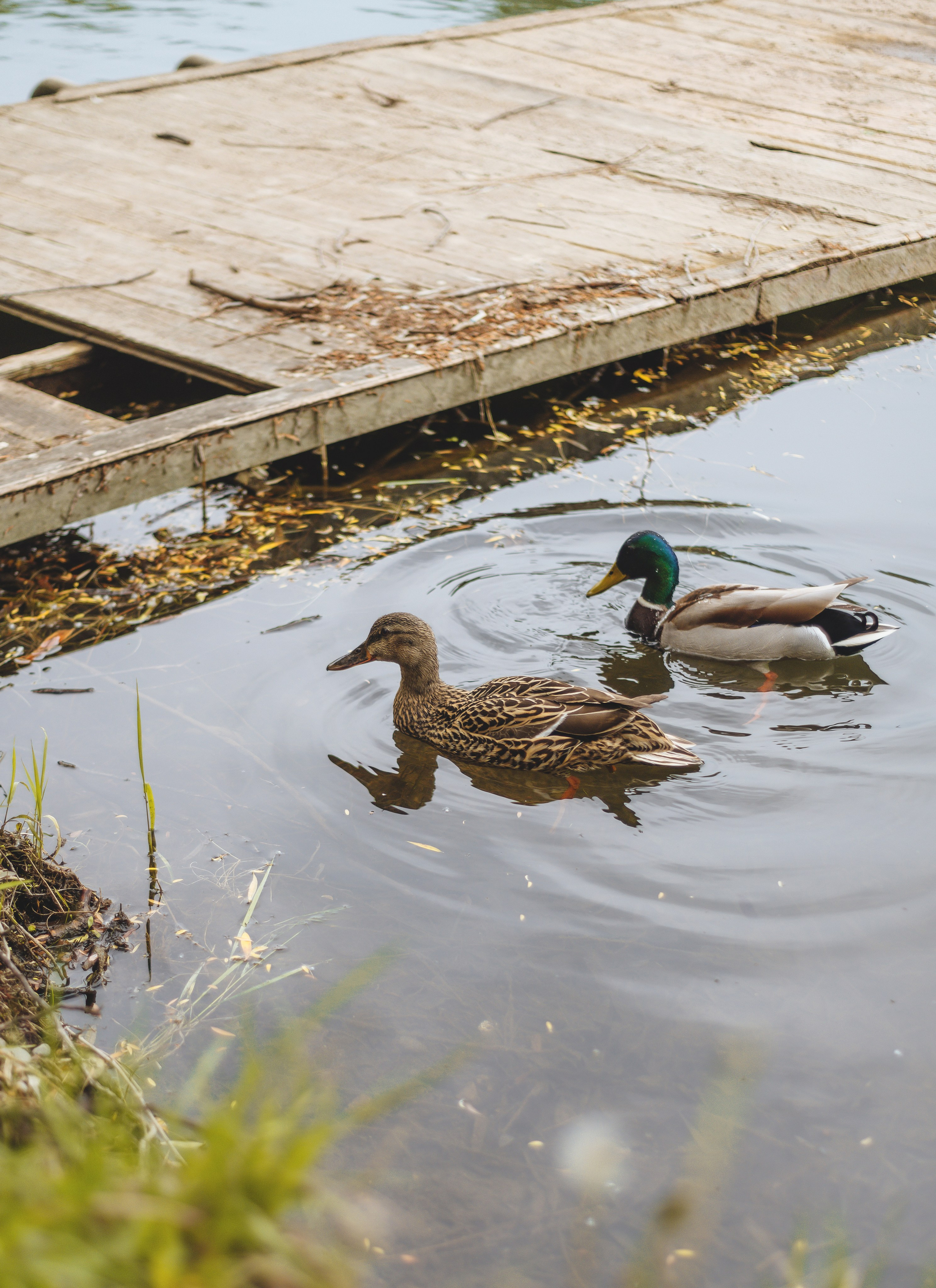 Вике 2 годика. Семейный, детский и свадебный фотограф в Черкесске Виктория Голубенко