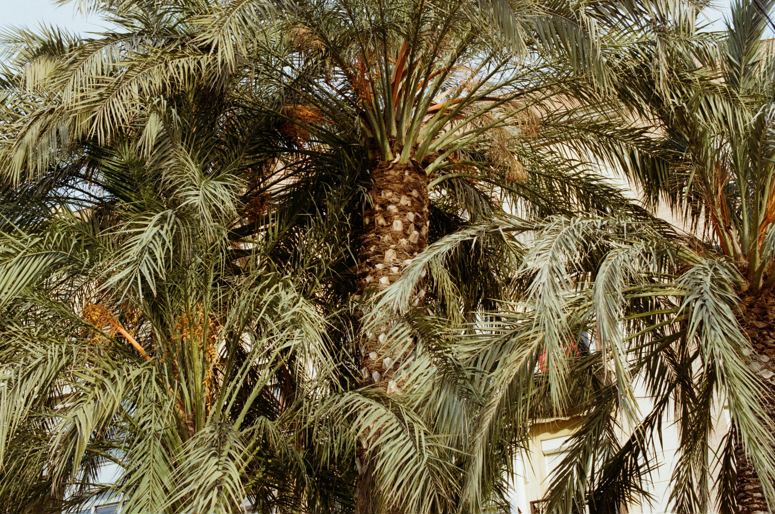 Spanish sahara // spain, valencia. EVER EXPOSED