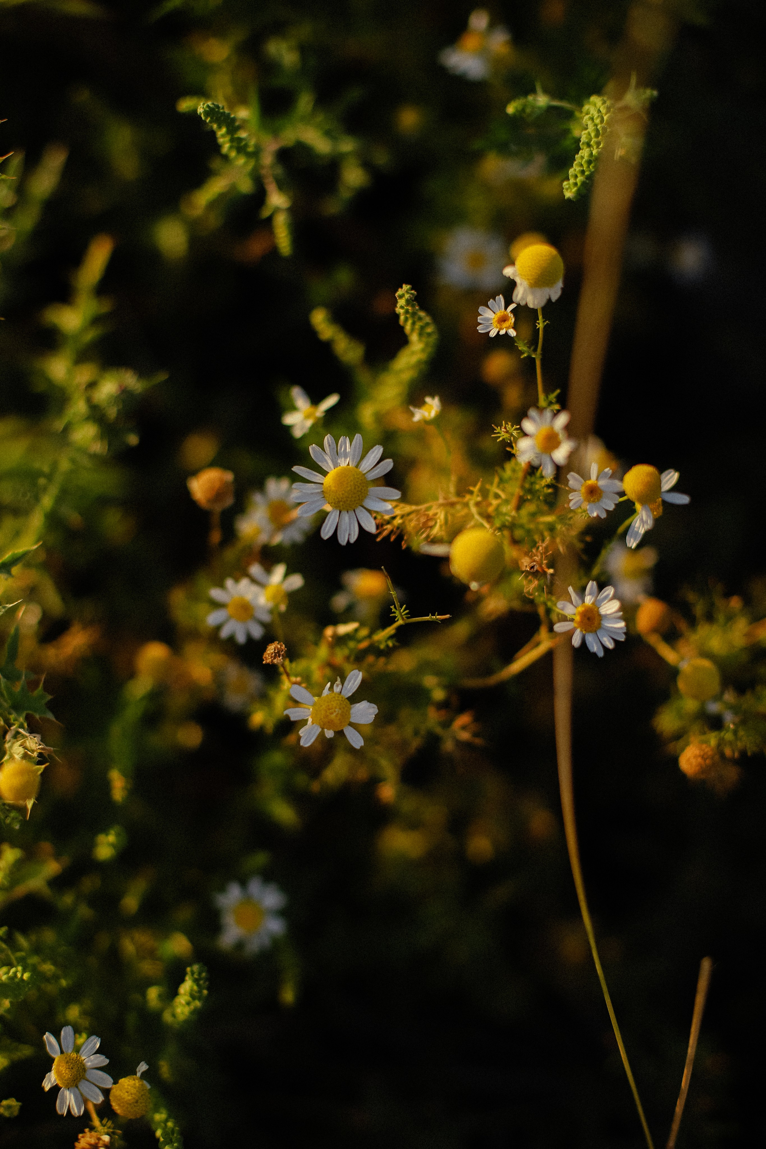 На закате. Фотограф в Алматы и Москве Даша Пушкина
