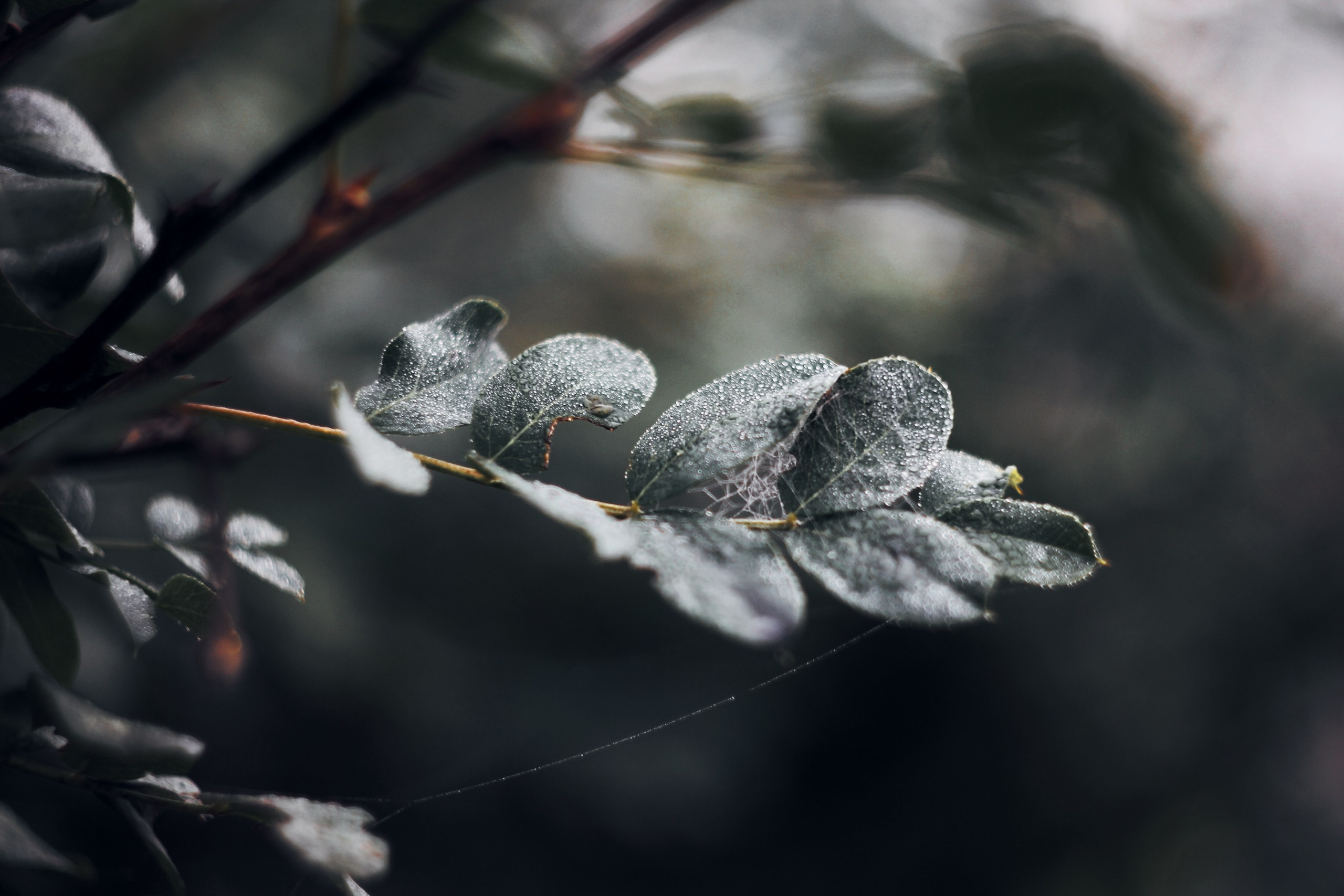 Меланхолия августа. С любовью, фотохудожник