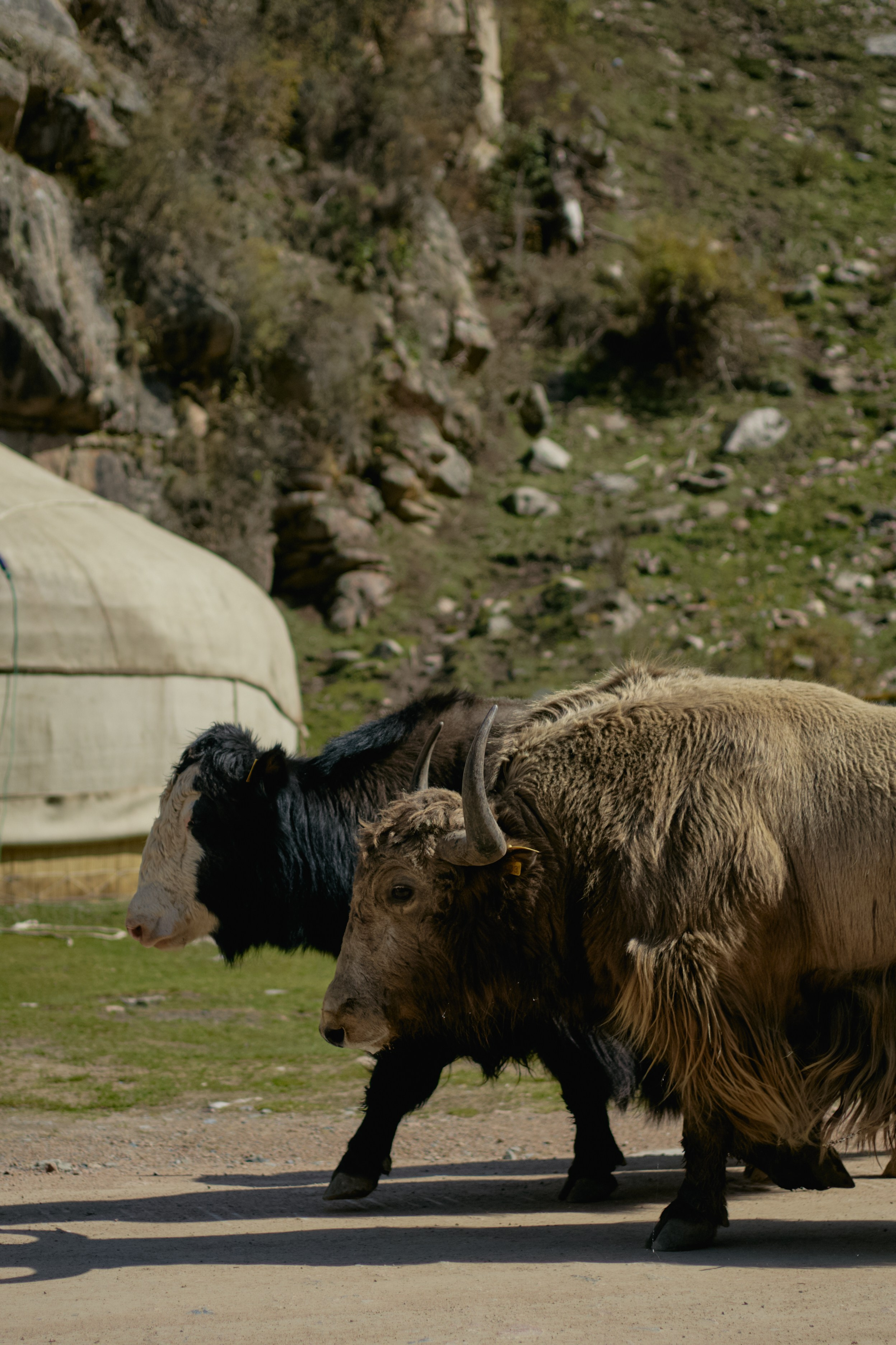 Кыргызтан. Профессиональный Фотограф во Владимире, в Москве и в Суздале — Полина Романычева