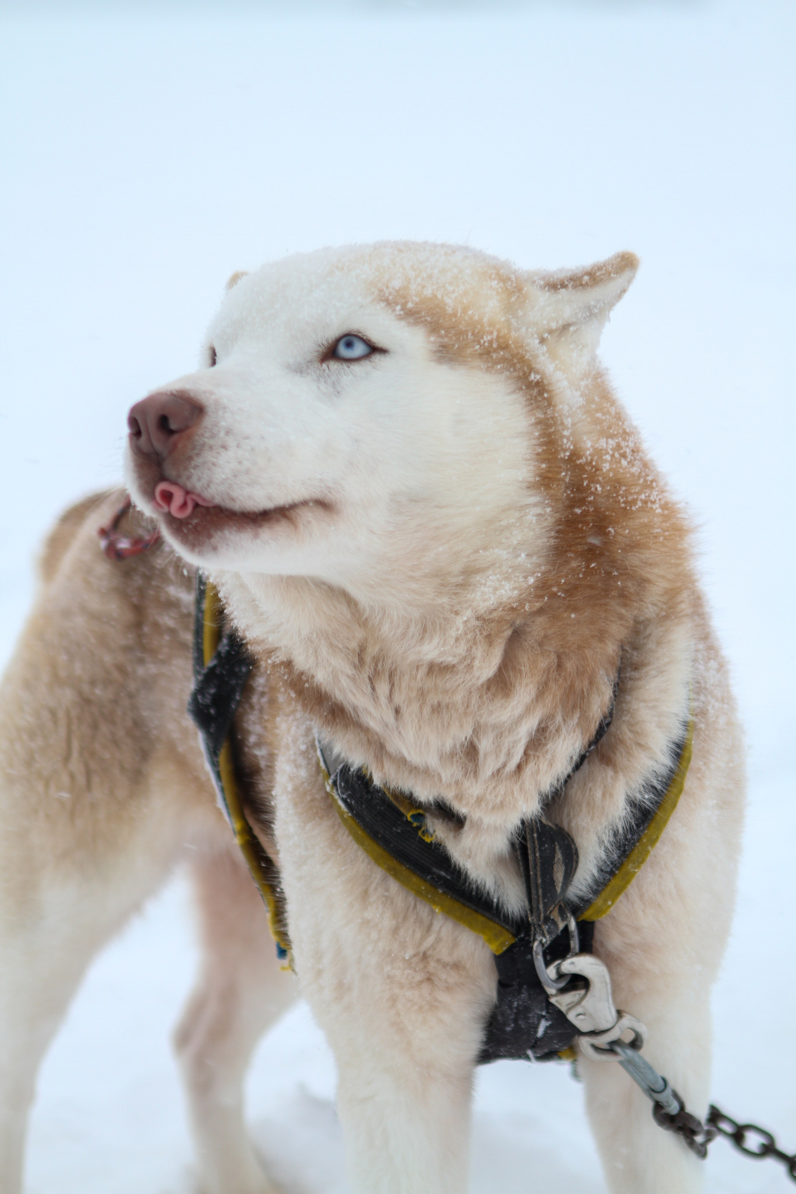 Мир животных. Репортажный и спортивный фотограф в г. Пермь Зильберг Павел