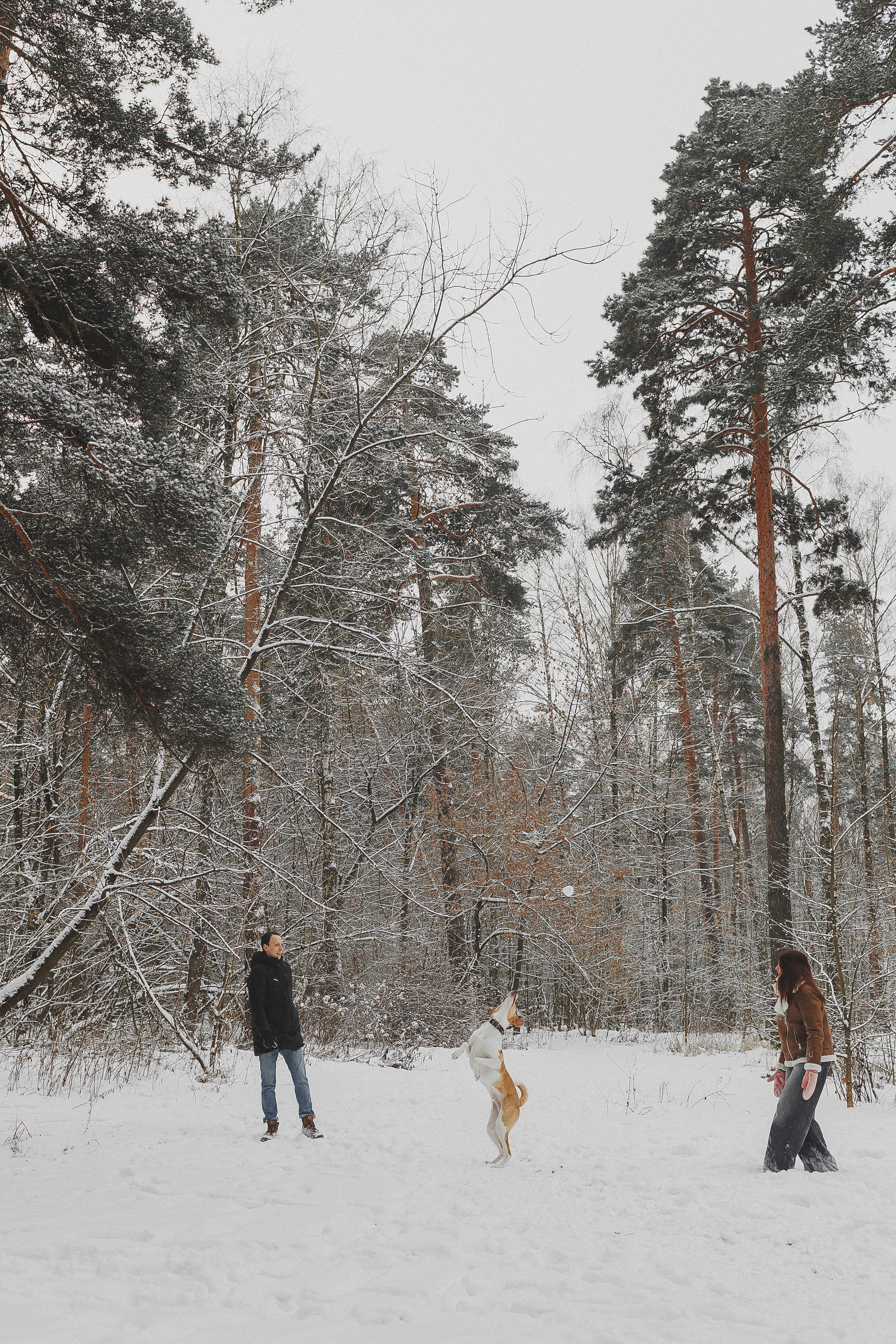 Зимняя фотосессия в лесу с собакой. Фотограф в Москве и Люберцах Анна Ушакова
