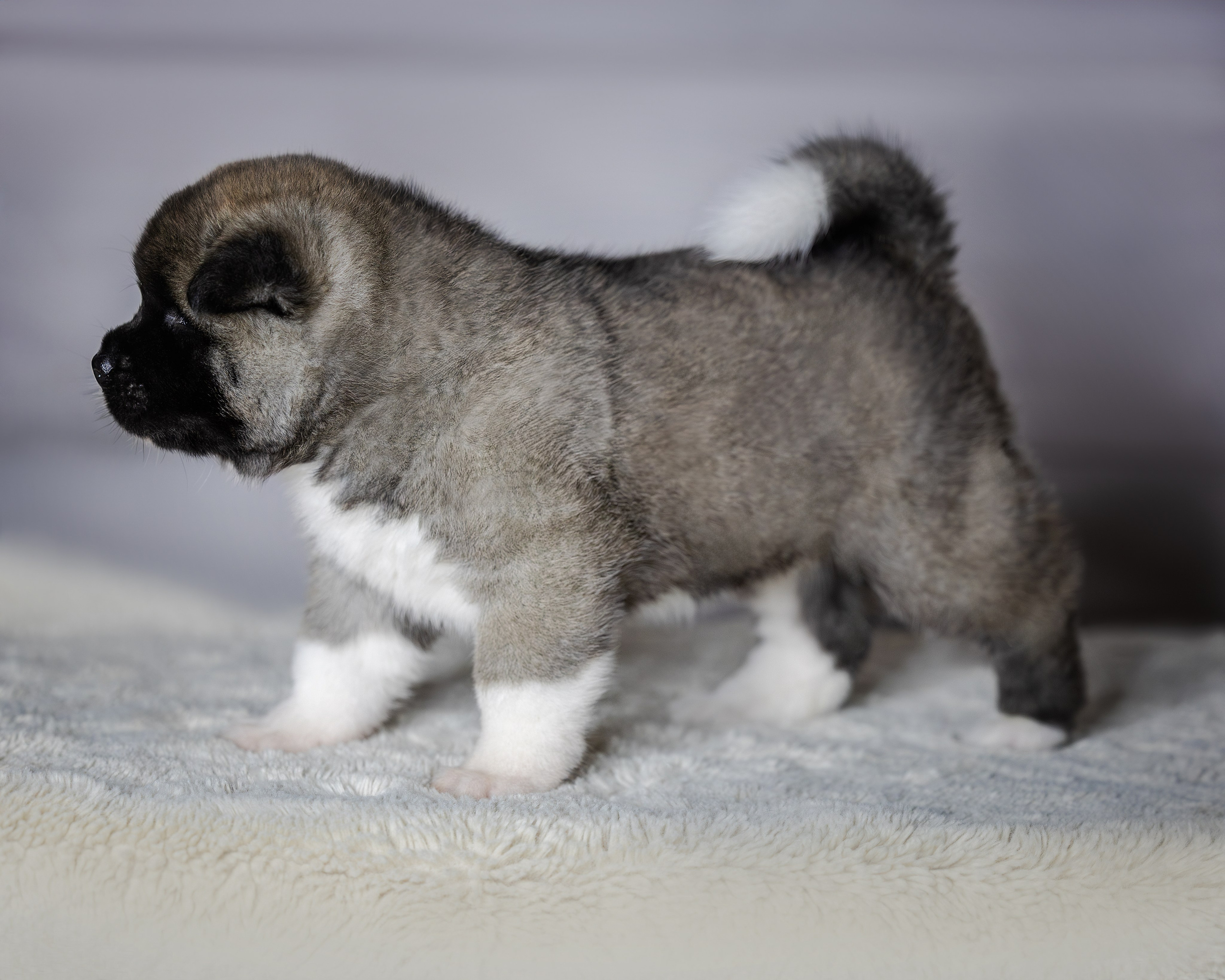 Щеночки Ам. Акиты. Главная