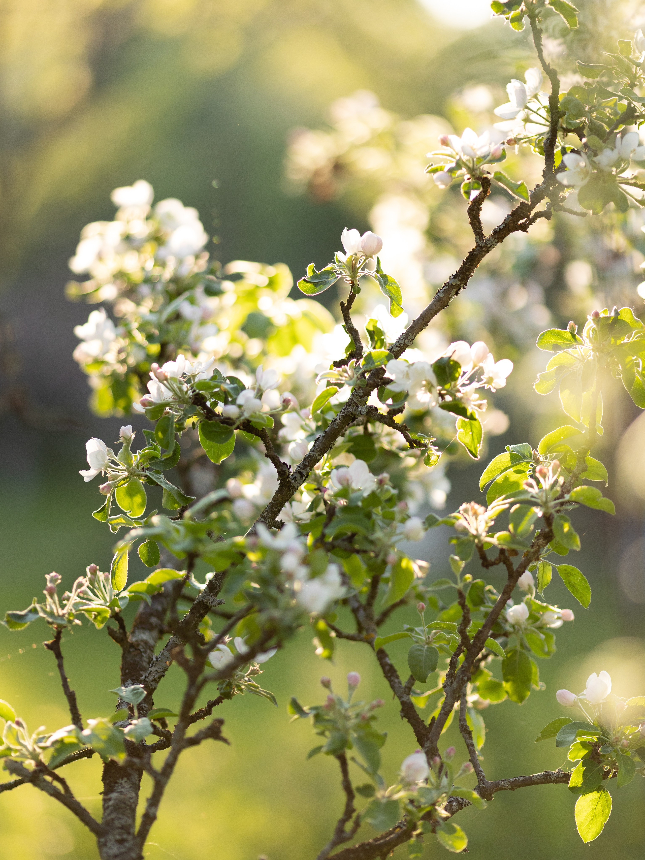 Виктория. Контент фотограф в Санкт-Петербурге Елена Кегель