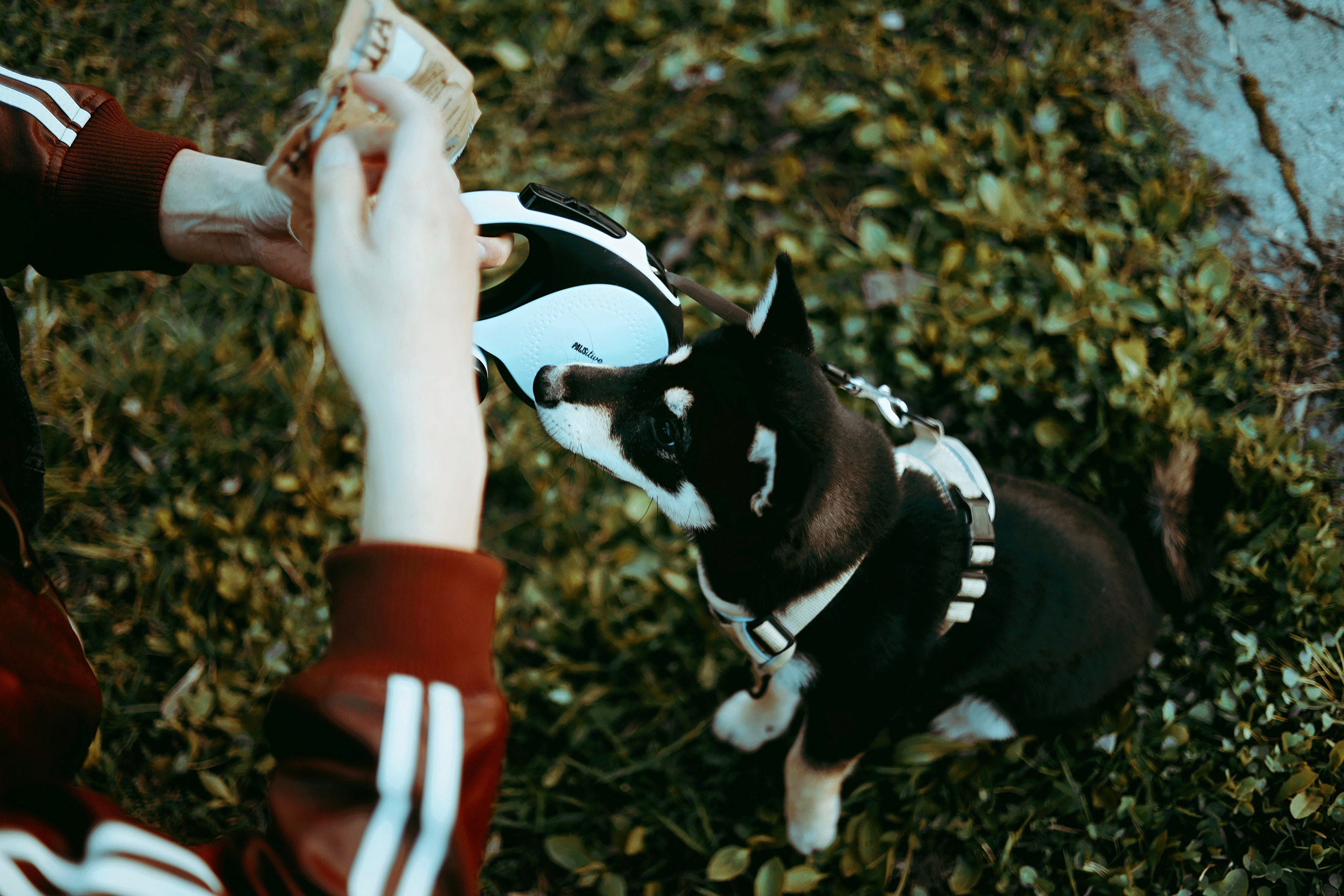 Puppy. Фотосессии в Москве и Санкт-Петербурге, а также по столицам стран Евро