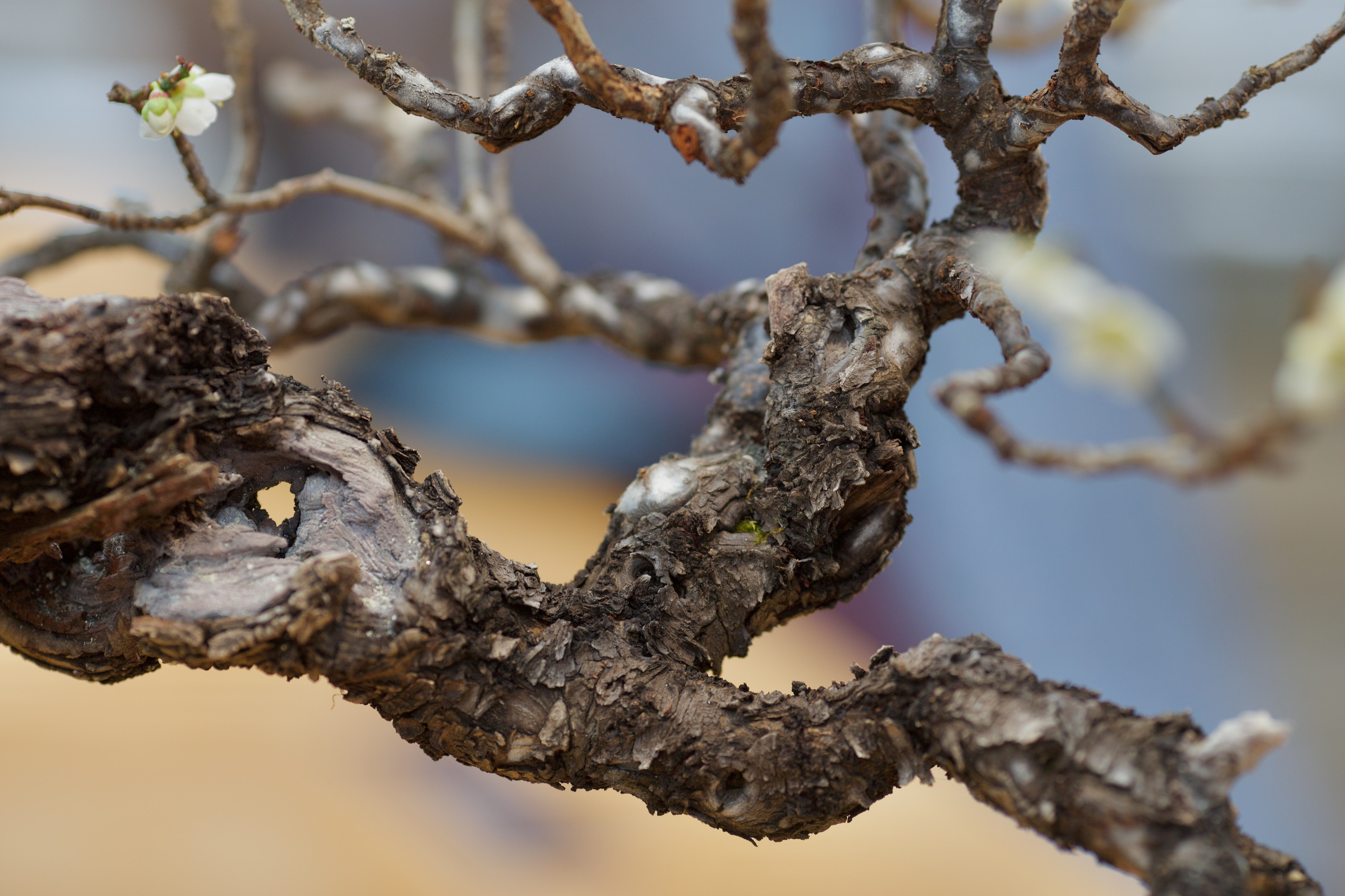 Бонсай сливы умэ. Школьные выпускные альбомы в Москве Марина Николаева