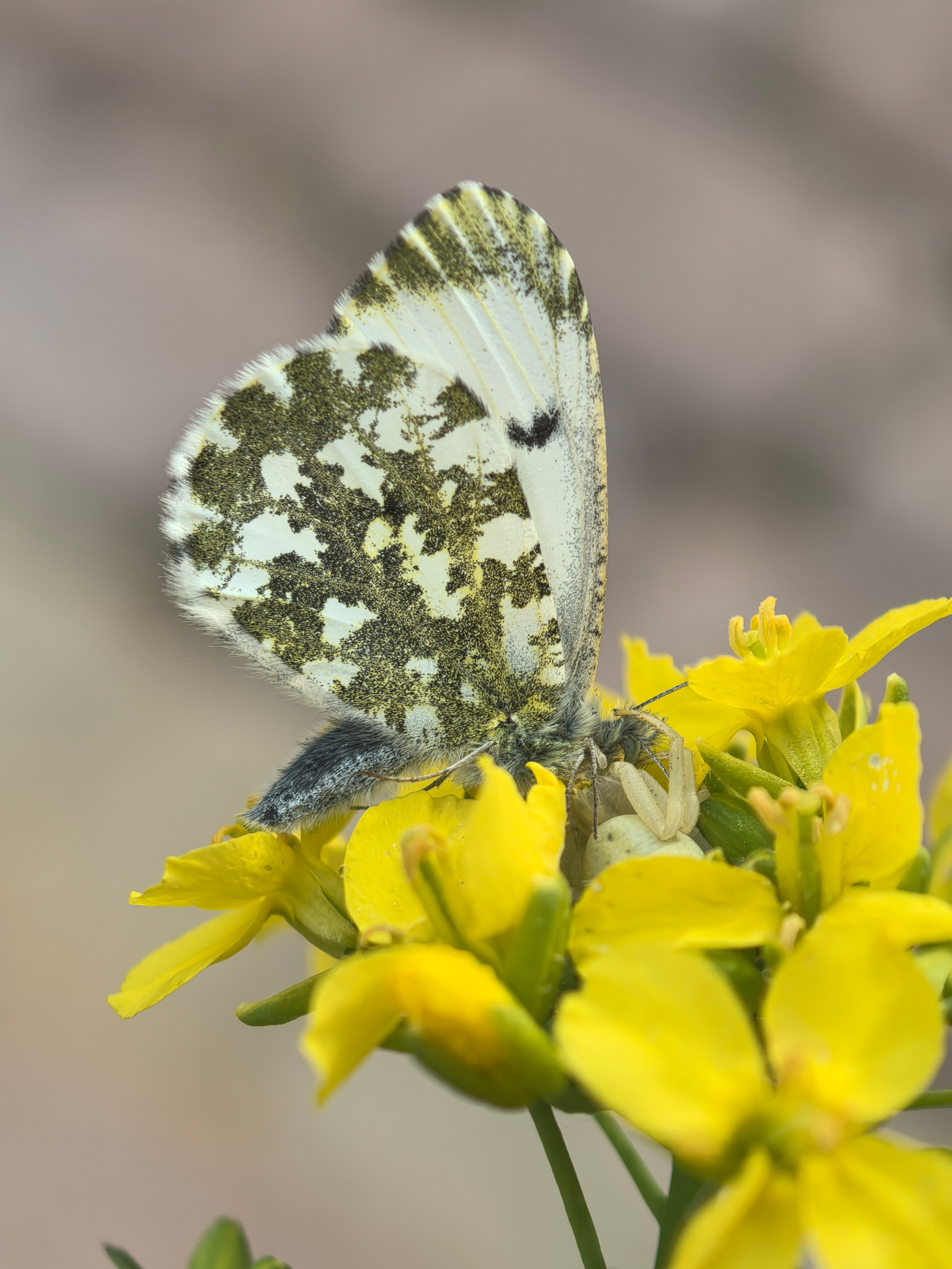 ПочтиМАКРО. Школьные выпускные альбомы в Москве Марина Николаева