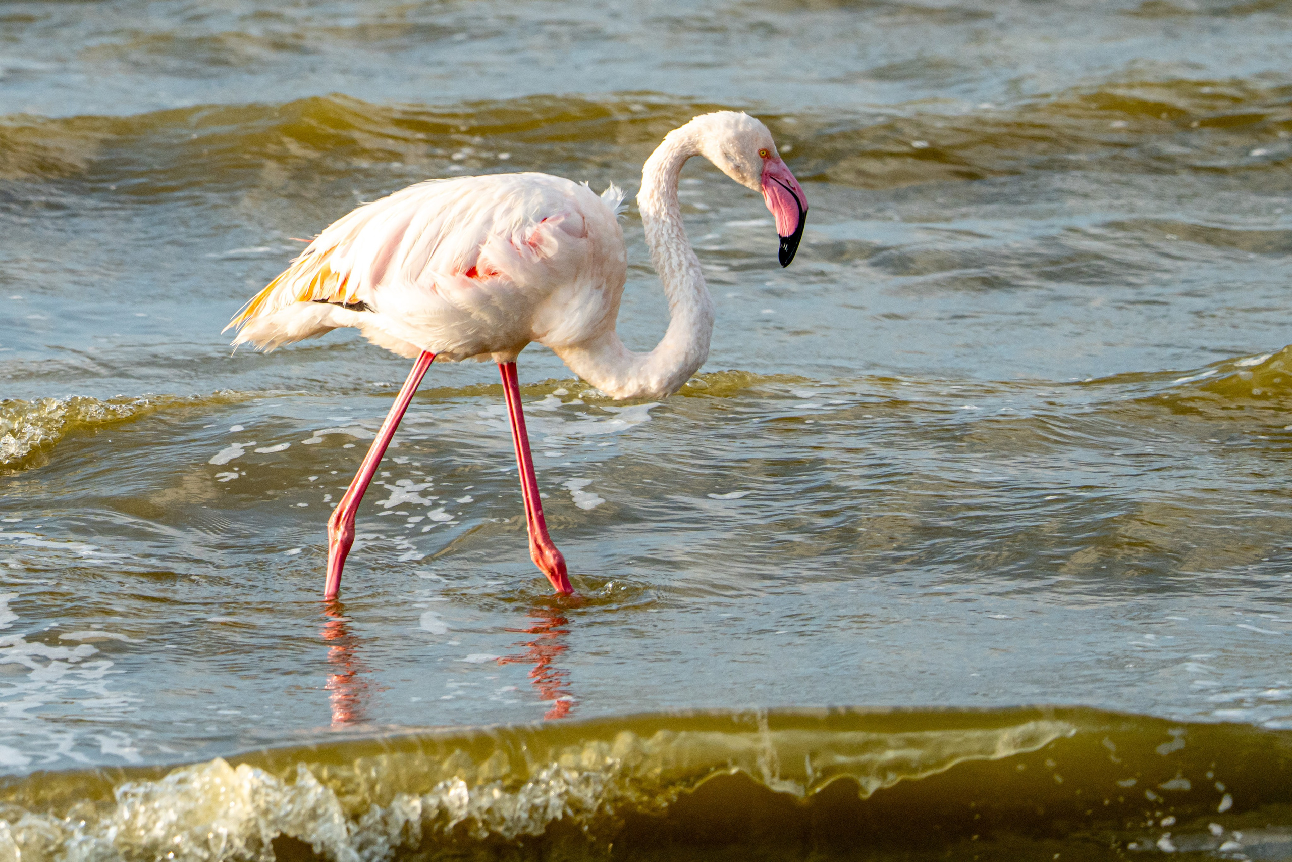 Танзания, сафари, 2025. Творческие сьемки