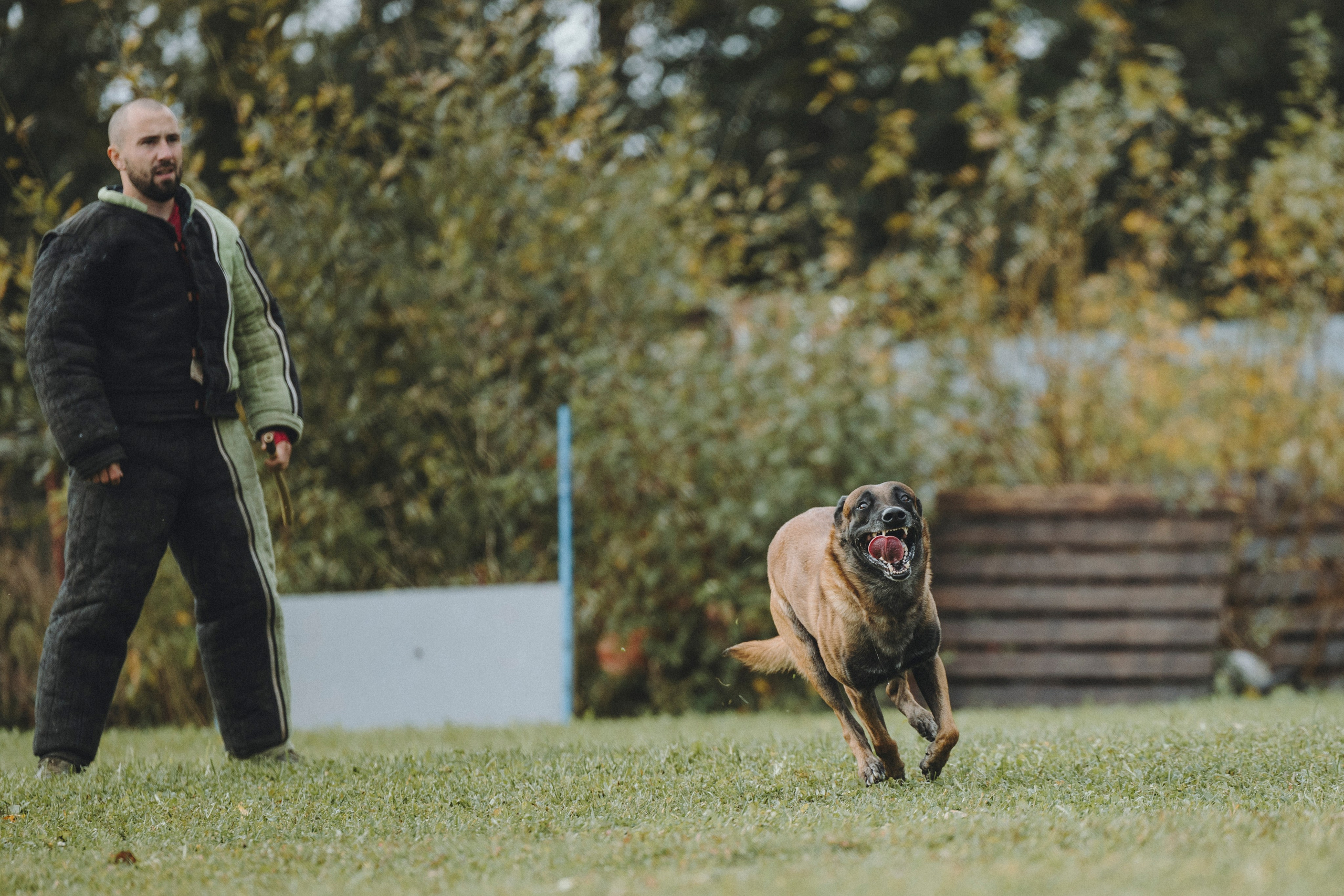 Испытания по мондьорингу г. Пушкин 29.09.2024. Фотограф-анималист Анна Маринич