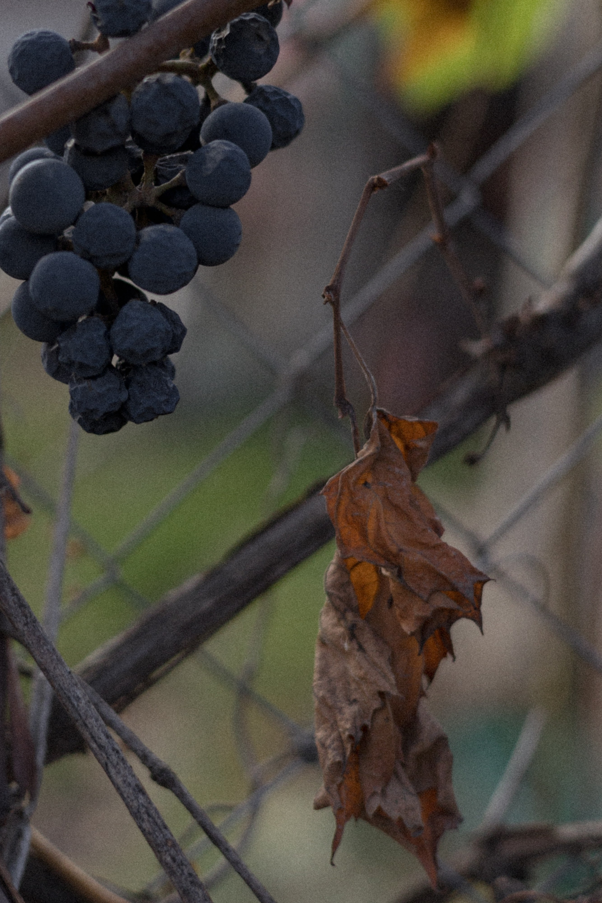 Мой дом и кто в нем живет. Свадебный фотограф Колесников Антон