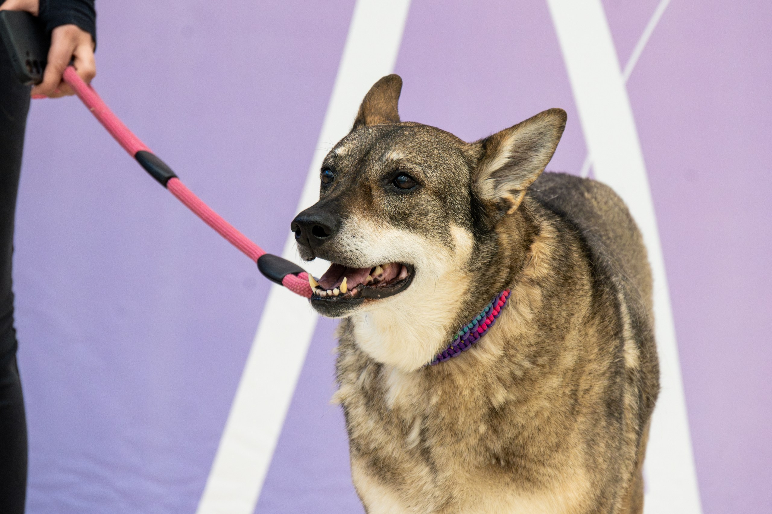 Благотворительная ярмарка «ЯрМУРка гав-версия». Репортажный и портретный фотограф во Владивостоке Денис Седов